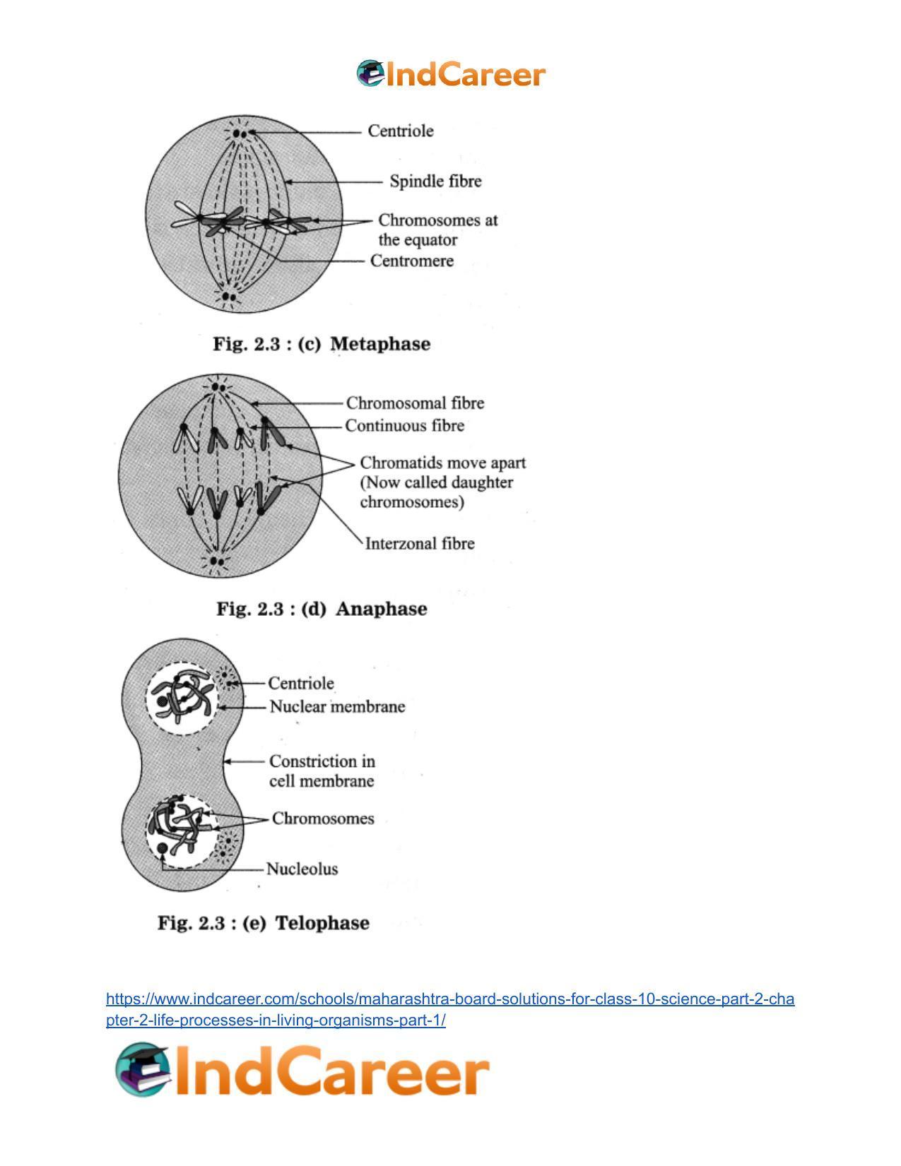 Maharashtra Board Solutions for Class 10- Science (Part 2): Chapter 2- Life Processes in Living Organisms Part – 1 - Page 11