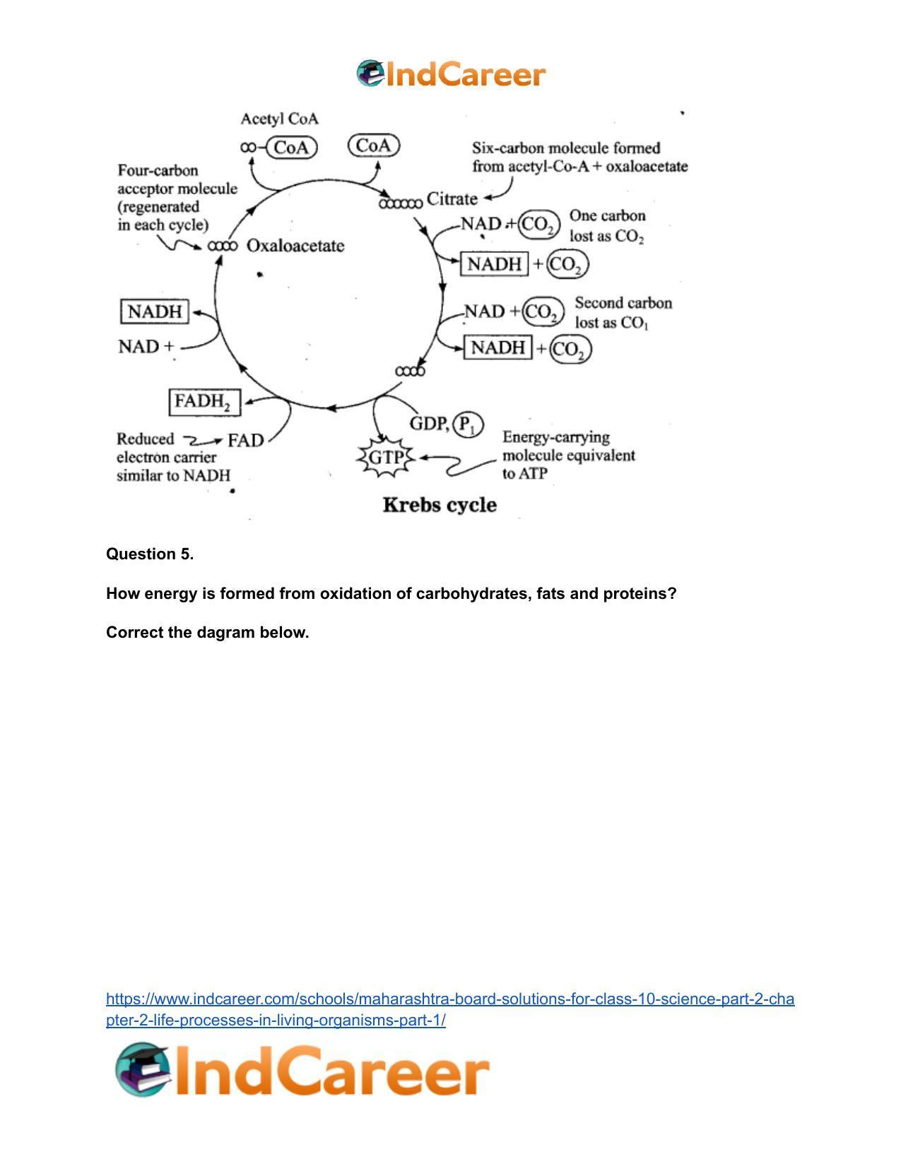 Maharashtra Board Solutions for Class 10- Science (Part 2): Chapter 2- Life Processes in Living Organisms Part – 1 - Page 17