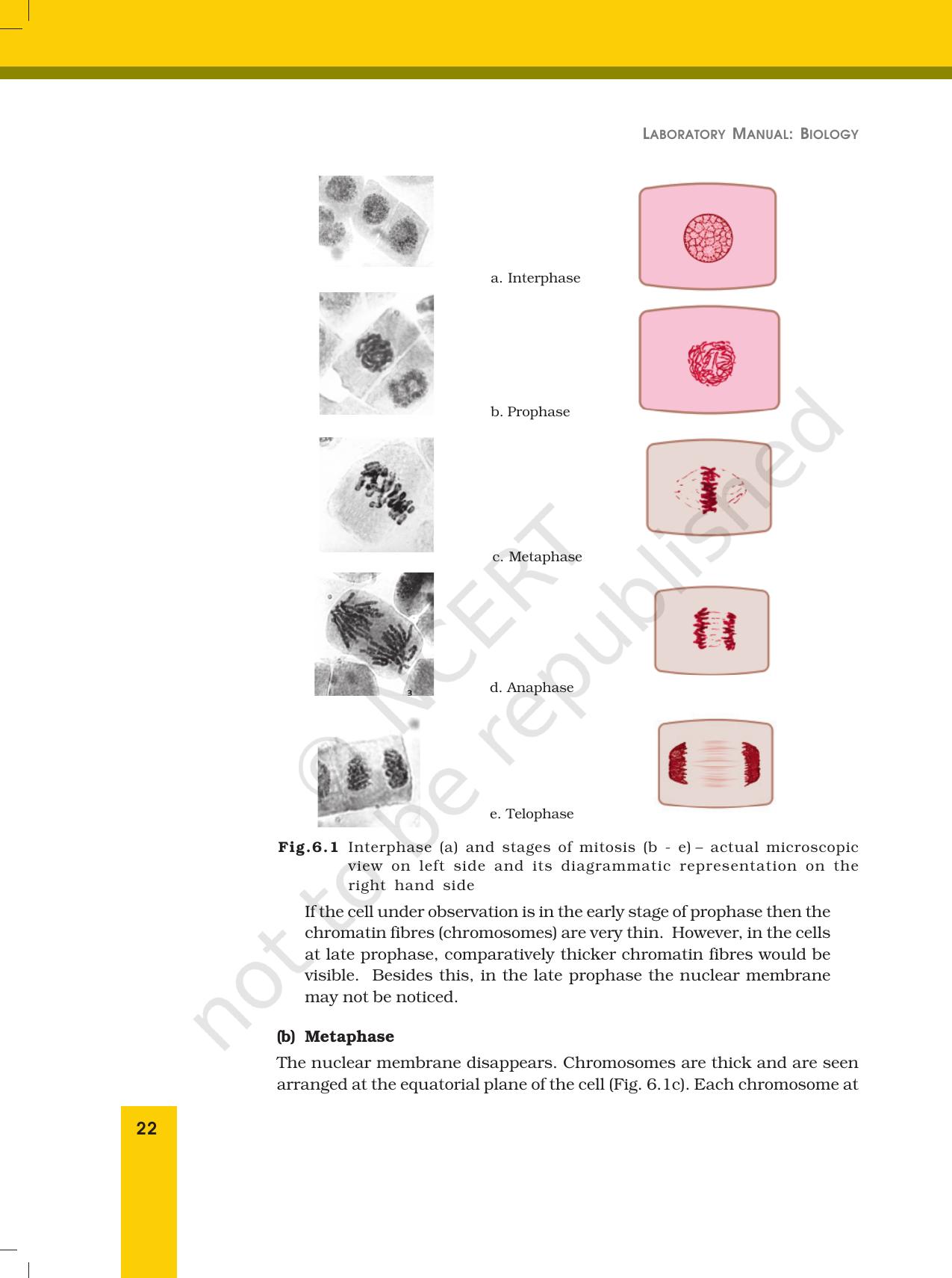 NCERT Laboratory Manuals for Class XII Biology - Exercise 6 - Page 3