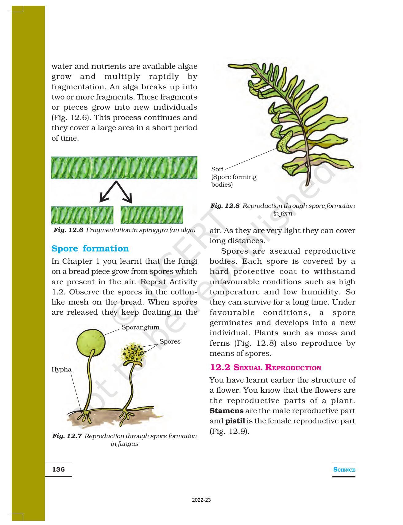 NCERT Book for Class 7 Science: Chapter 12-Reproduction in Plants - Page 4