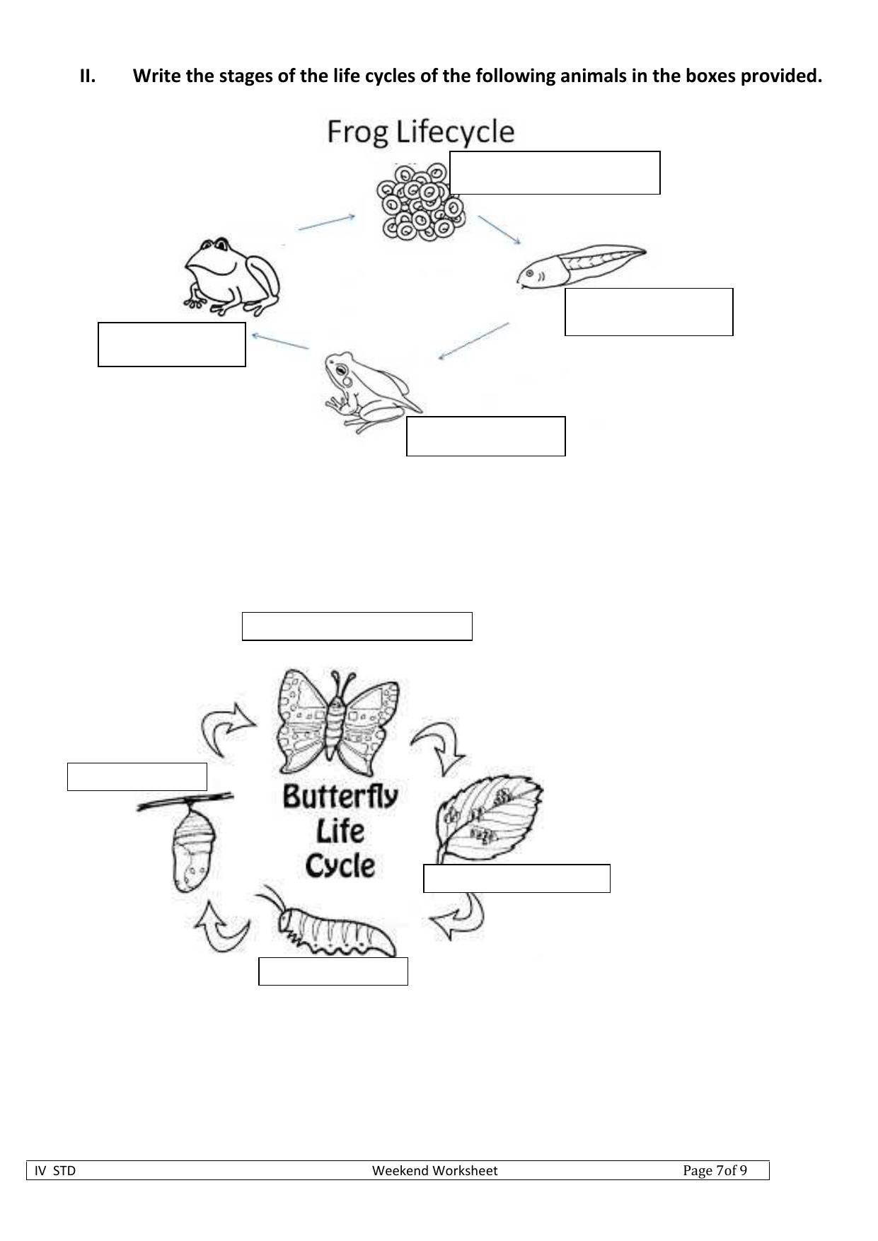 Worksheet for Class 4 Science Lifecycle Assignment - Page 2