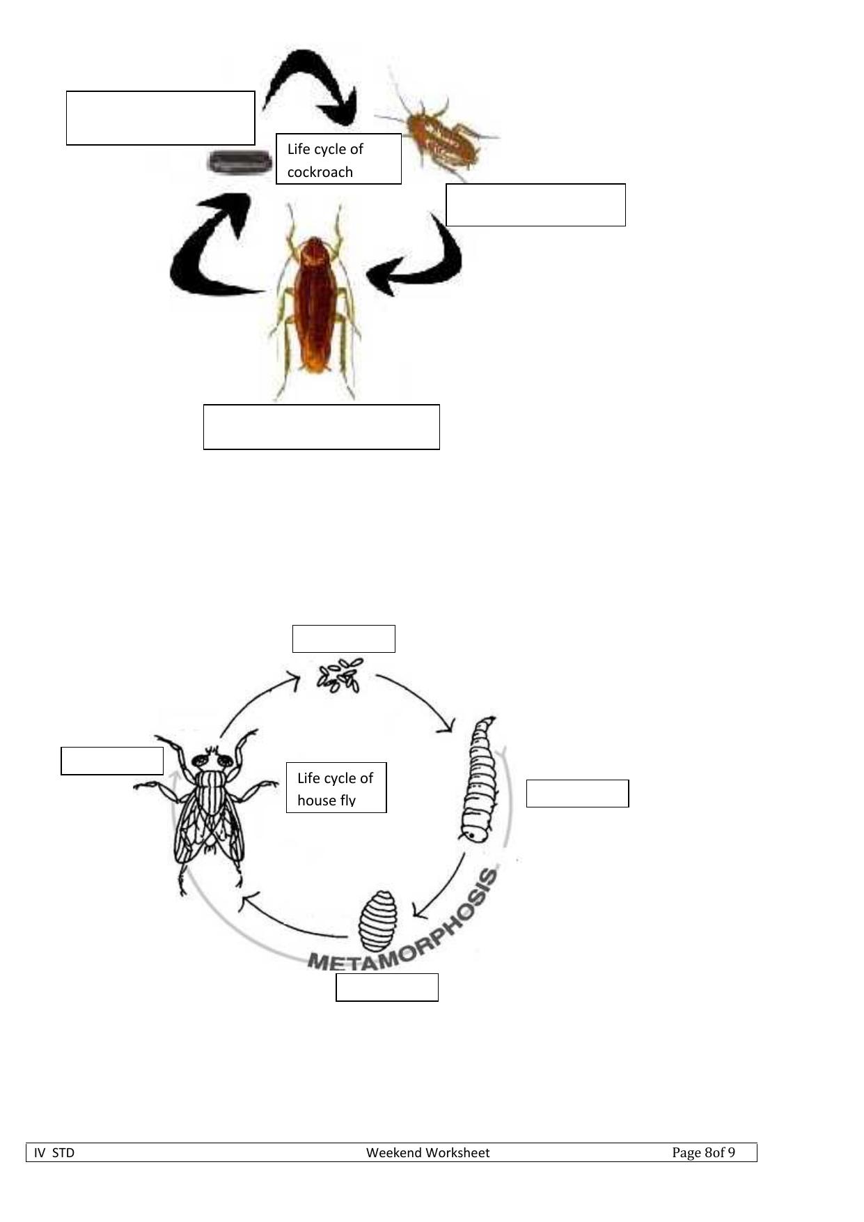 Worksheet for Class 4 Science Lifecycle Assignment - Page 3
