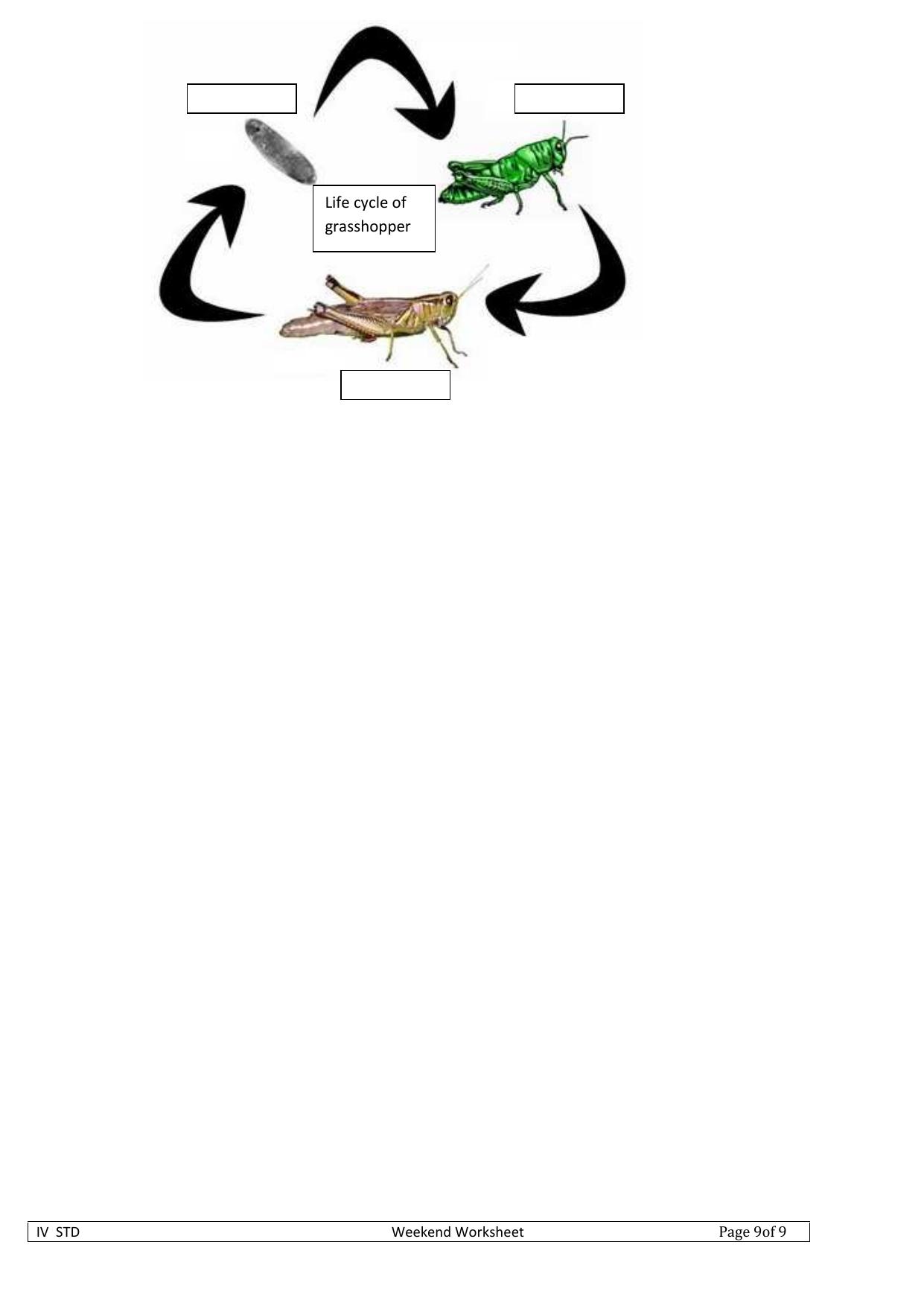 Worksheet for Class 4 Science Lifecycle Assignment - Page 4