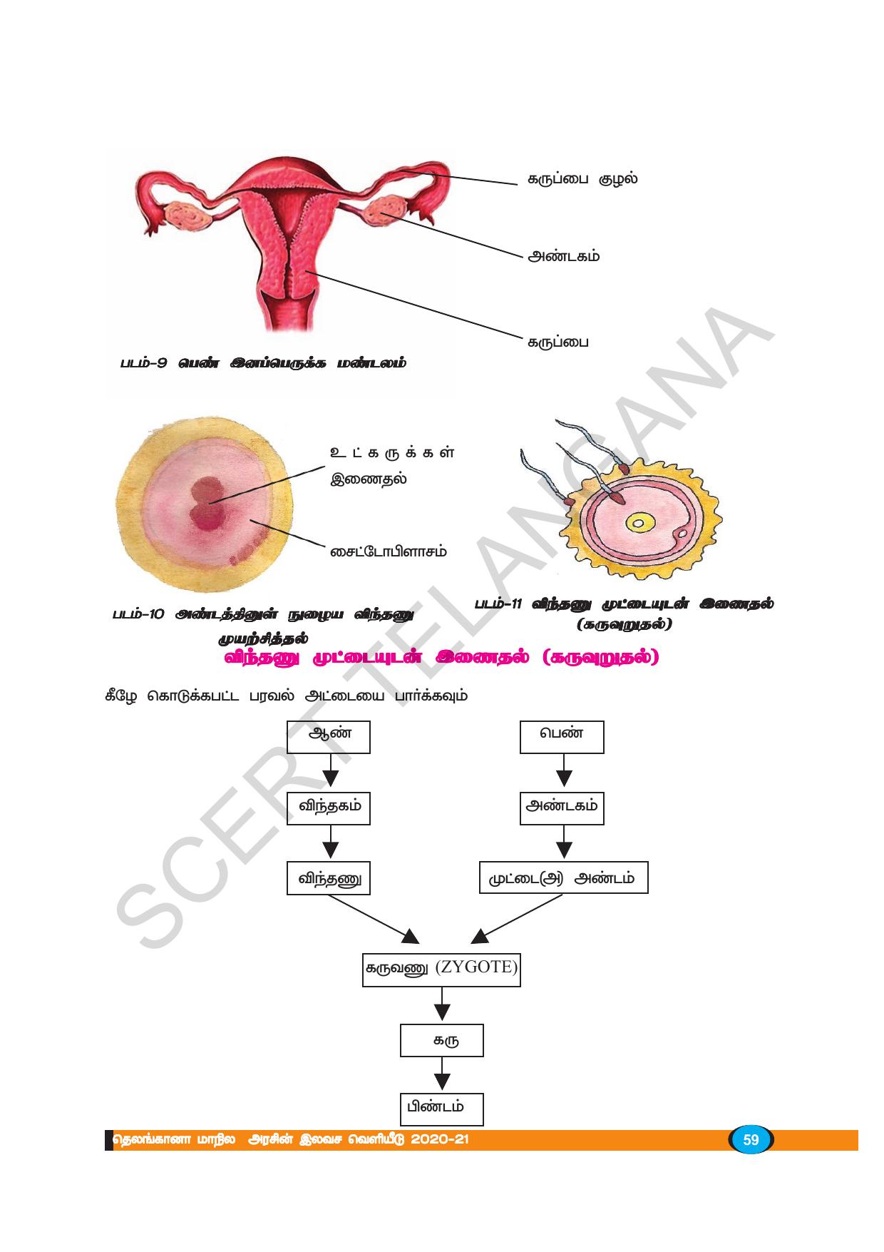TS SCERT Class 8 Biological Science (Tamil Medium) Text Book - Page 58