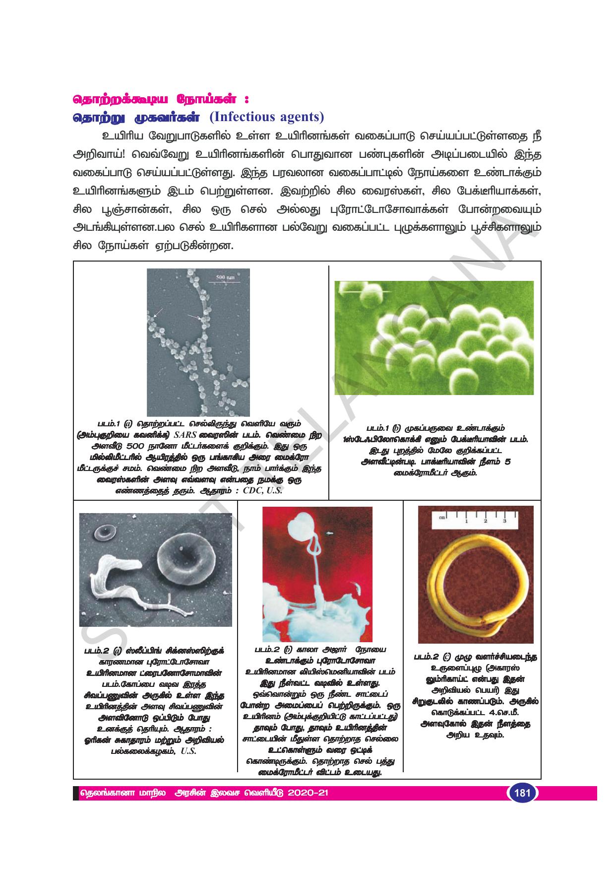 TS SCERT Class 8 Biological Science (Tamil Medium) Text Book - Page 91