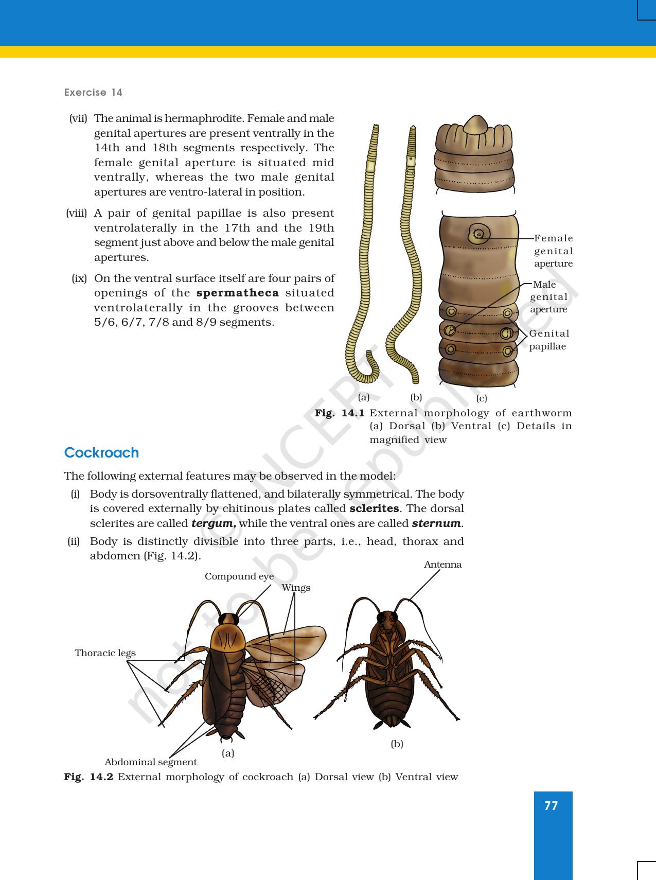 NCERT Laboratory Manuals for Class XI Biology - Exercise 14 - Page 2