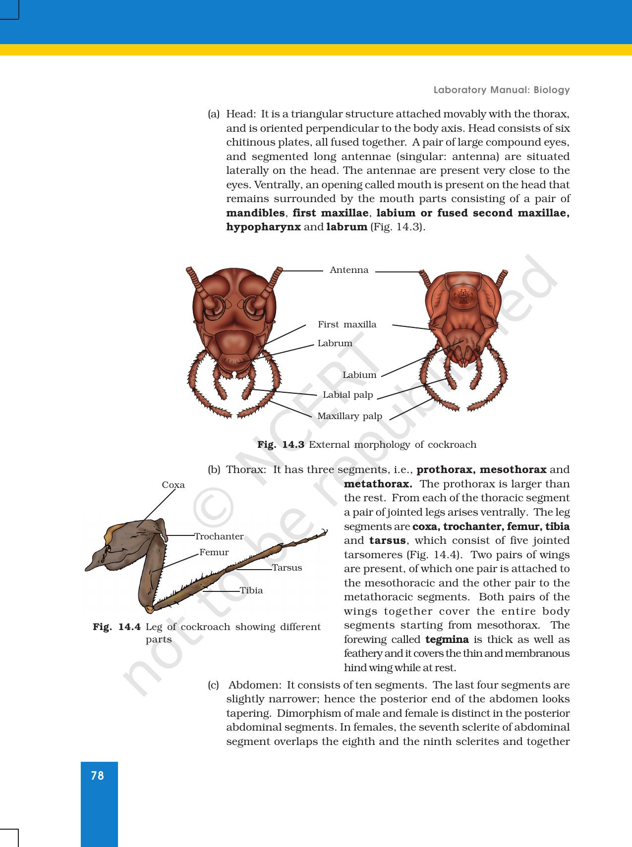 NCERT Laboratory Manuals for Class XI Biology - Exercise 14 - Page 3