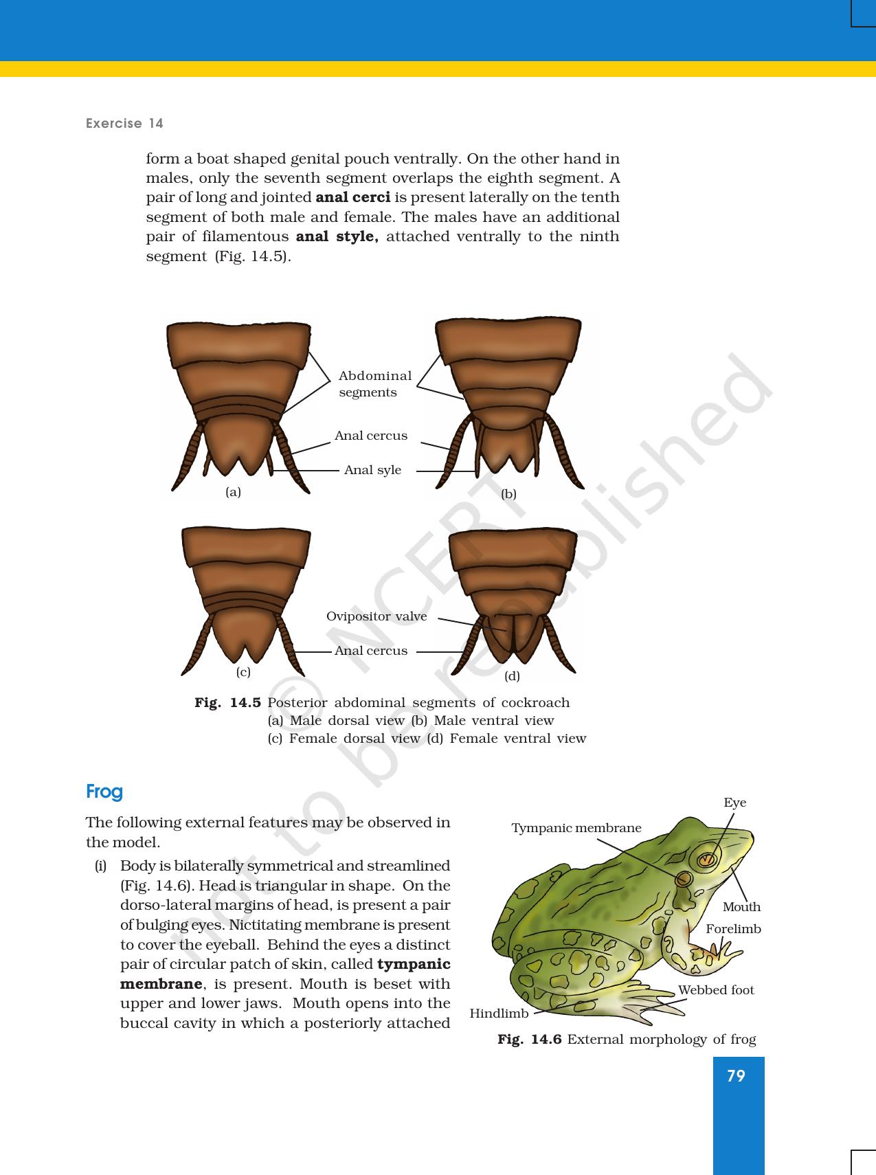 NCERT Laboratory Manuals for Class XI Biology - Exercise 14 - Page 4
