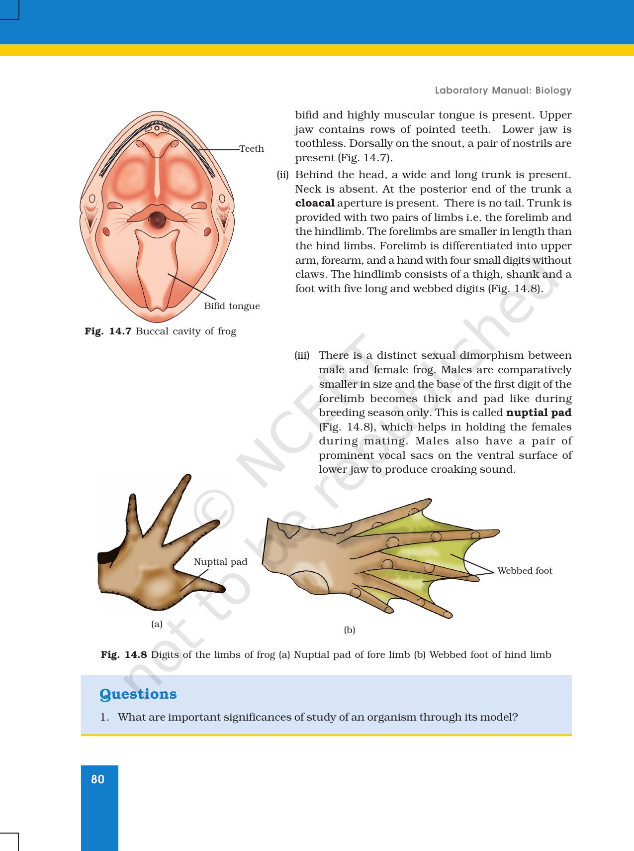 NCERT Laboratory Manuals for Class XI Biology - Exercise 14 - Page 5