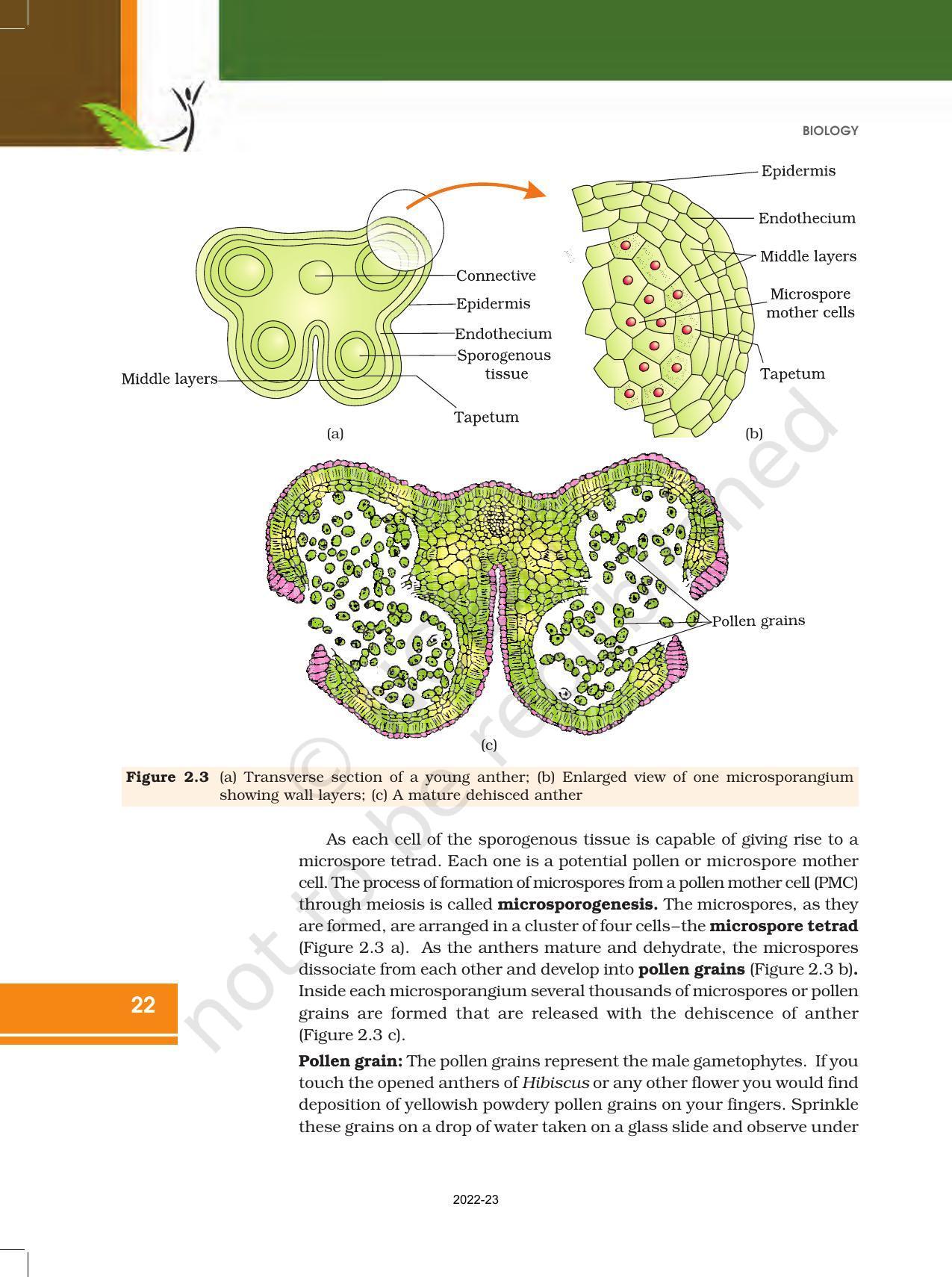 NCERT Book for Class 12 Biology Chapter 2 Sexual Reproduction in Flowering Plants - Page 4
