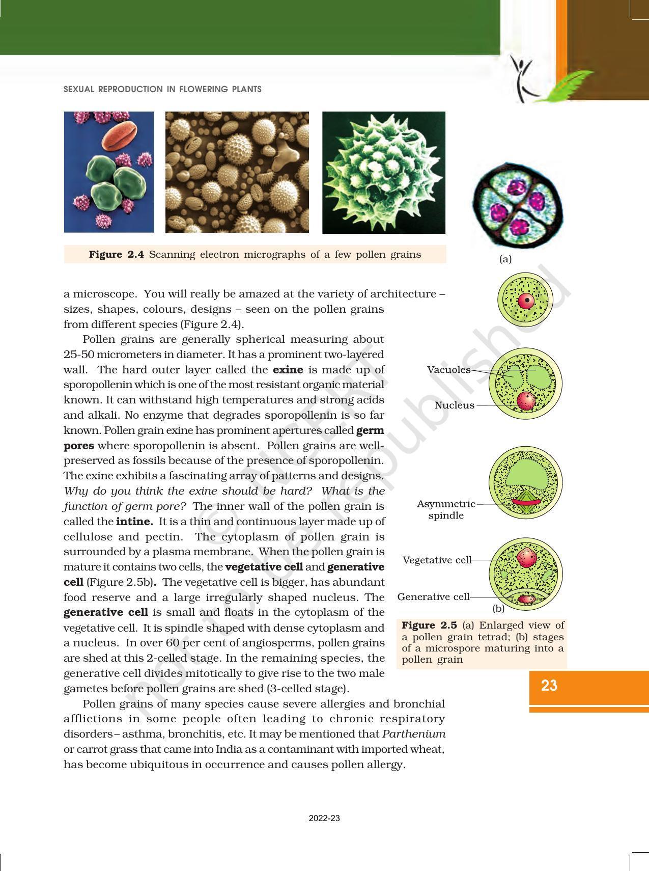 NCERT Book for Class 12 Biology Chapter 2 Sexual Reproduction in Flowering Plants - Page 5