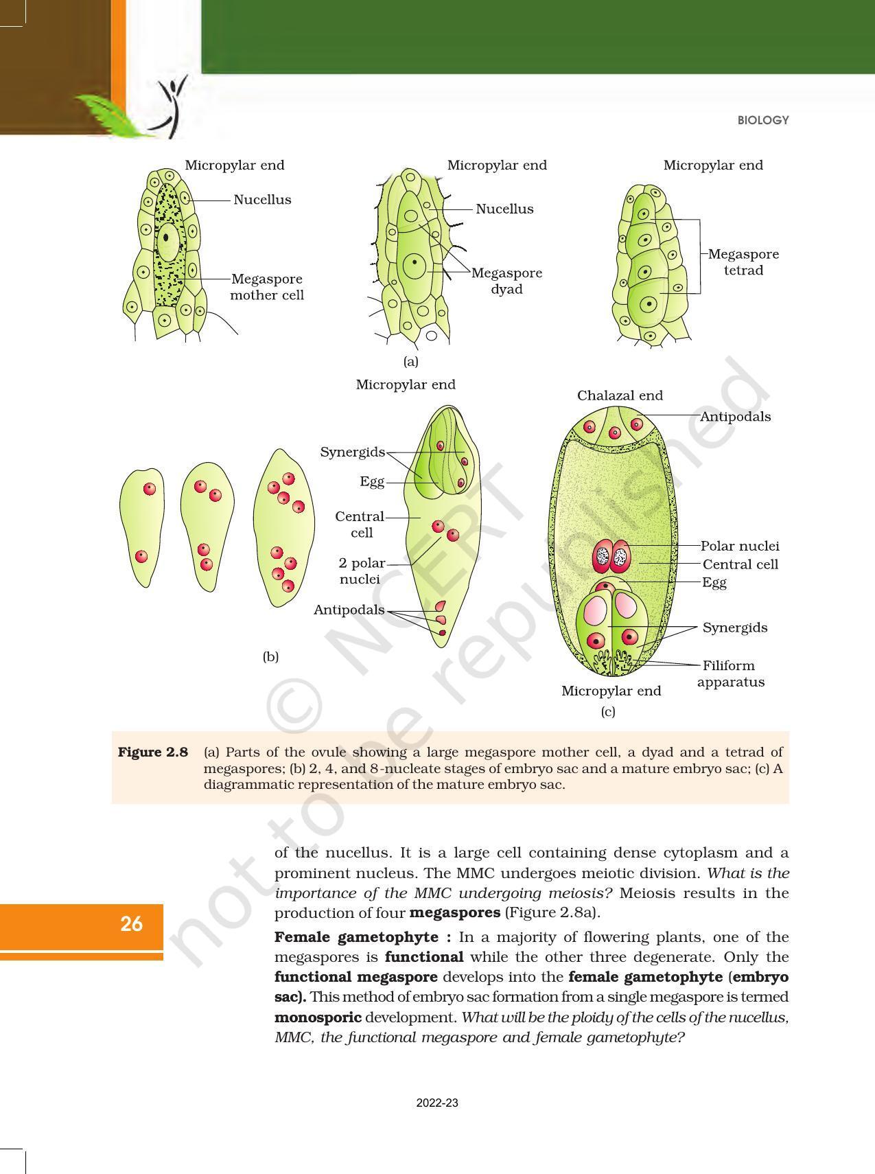 NCERT Book for Class 12 Biology Chapter 2 Sexual Reproduction in Flowering Plants - Page 8