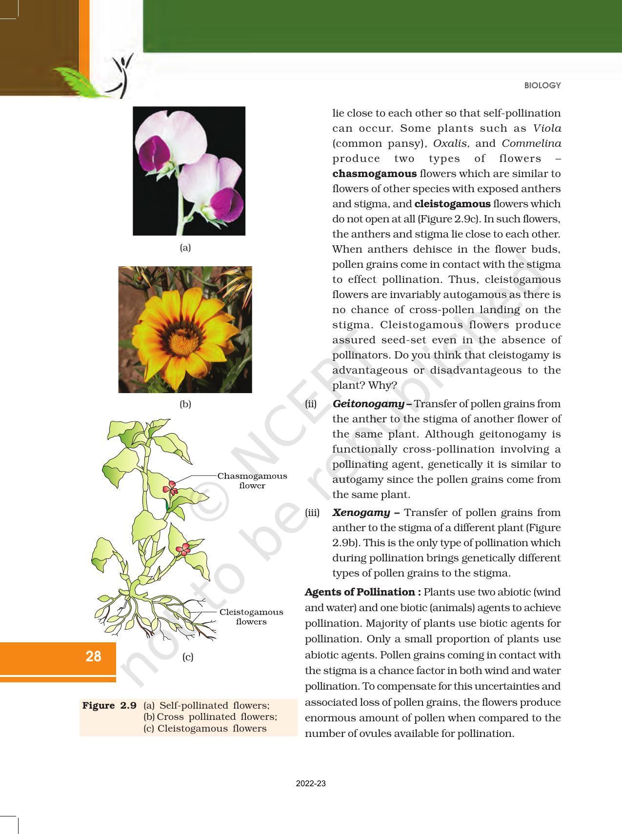 NCERT Book for Class 12 Biology Chapter 2 Sexual Reproduction in Flowering Plants - Page 10