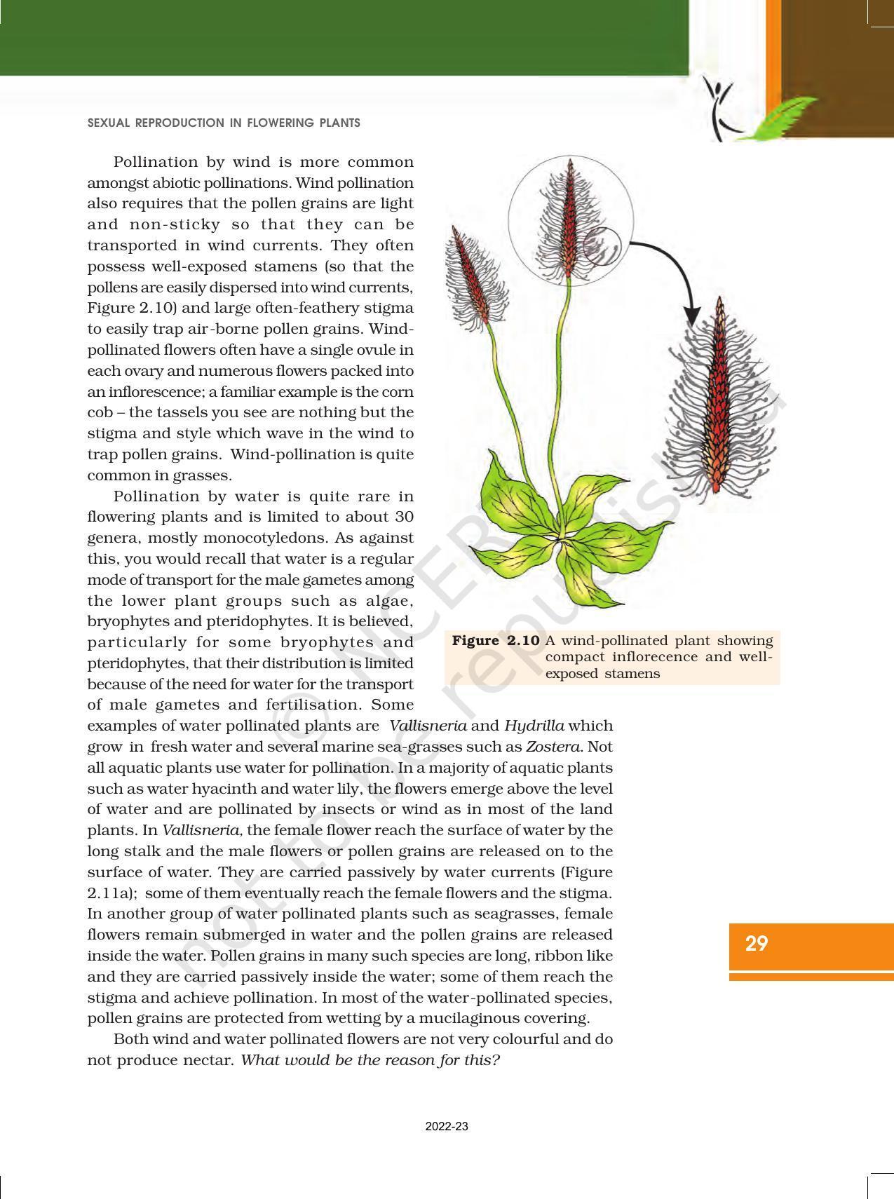 NCERT Book for Class 12 Biology Chapter 2 Sexual Reproduction in Flowering Plants - Page 11
