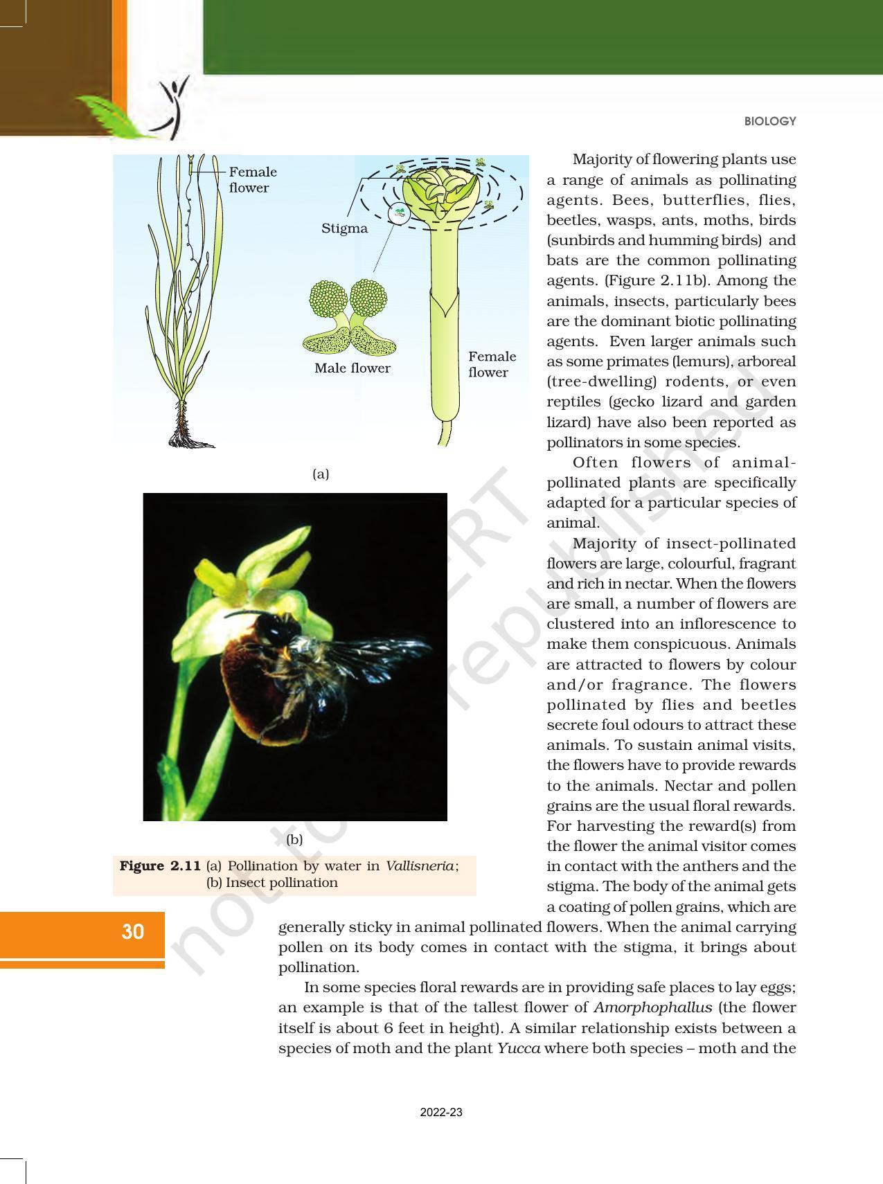 NCERT Book for Class 12 Biology Chapter 2 Sexual Reproduction in Flowering Plants - Page 12