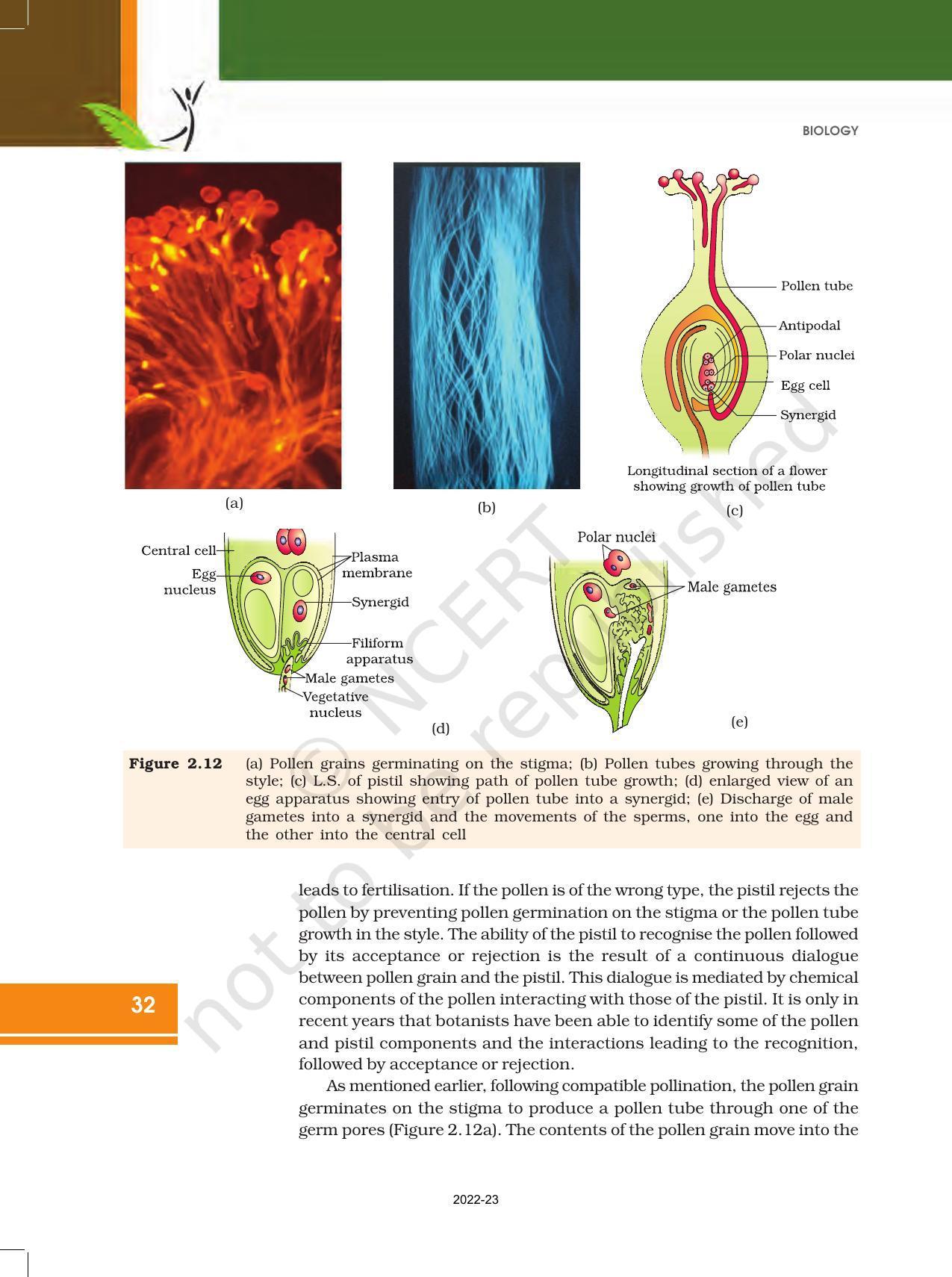 NCERT Book for Class 12 Biology Chapter 2 Sexual Reproduction in Flowering Plants - Page 14