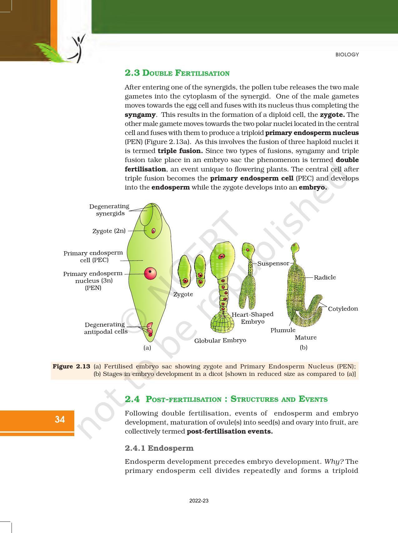 NCERT Book for Class 12 Biology Chapter 2 Sexual Reproduction in Flowering Plants - Page 16