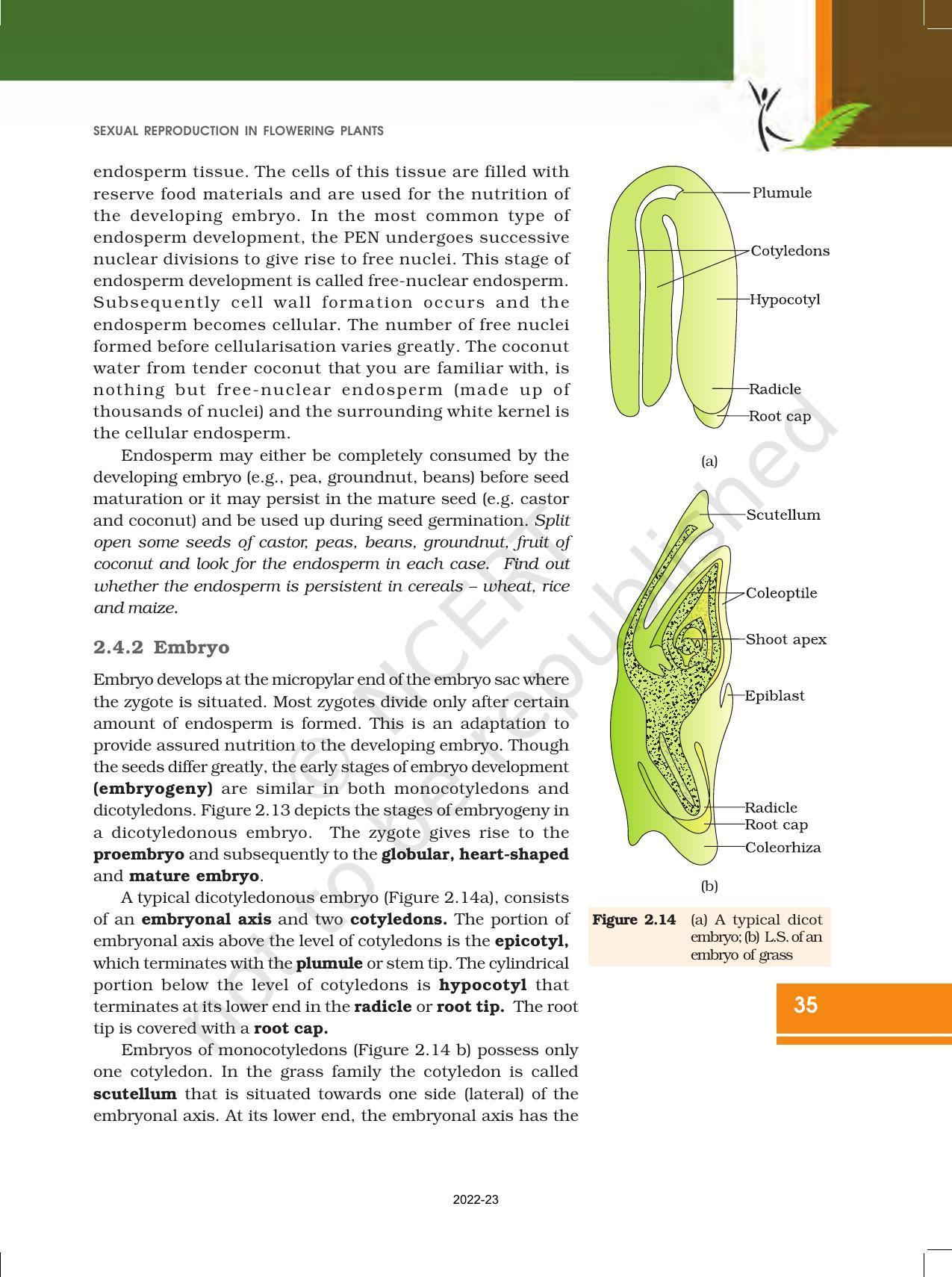 NCERT Book for Class 12 Biology Chapter 2 Sexual Reproduction in Flowering Plants - Page 17