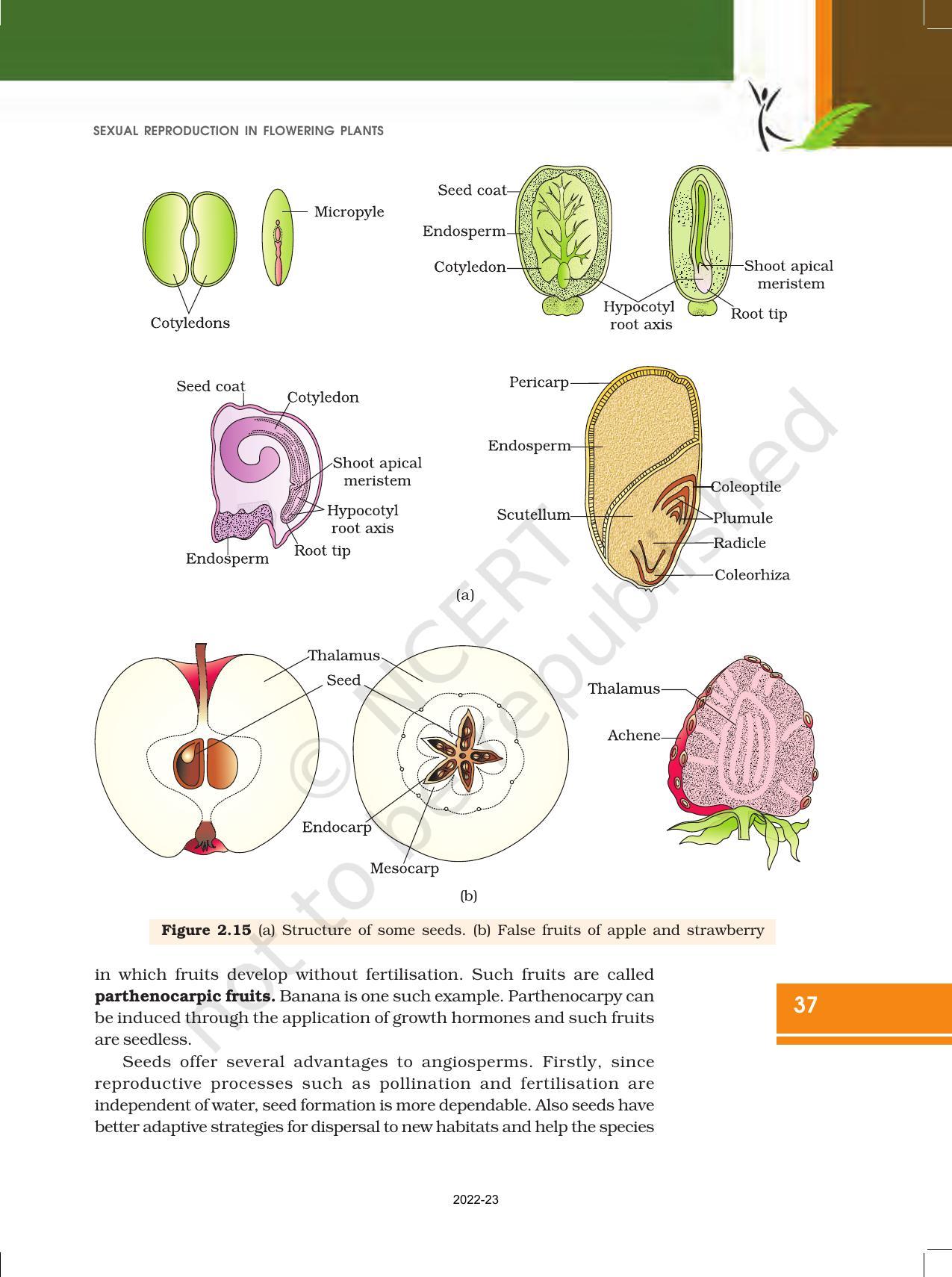 NCERT Book for Class 12 Biology Chapter 2 Sexual Reproduction in Flowering Plants - Page 19