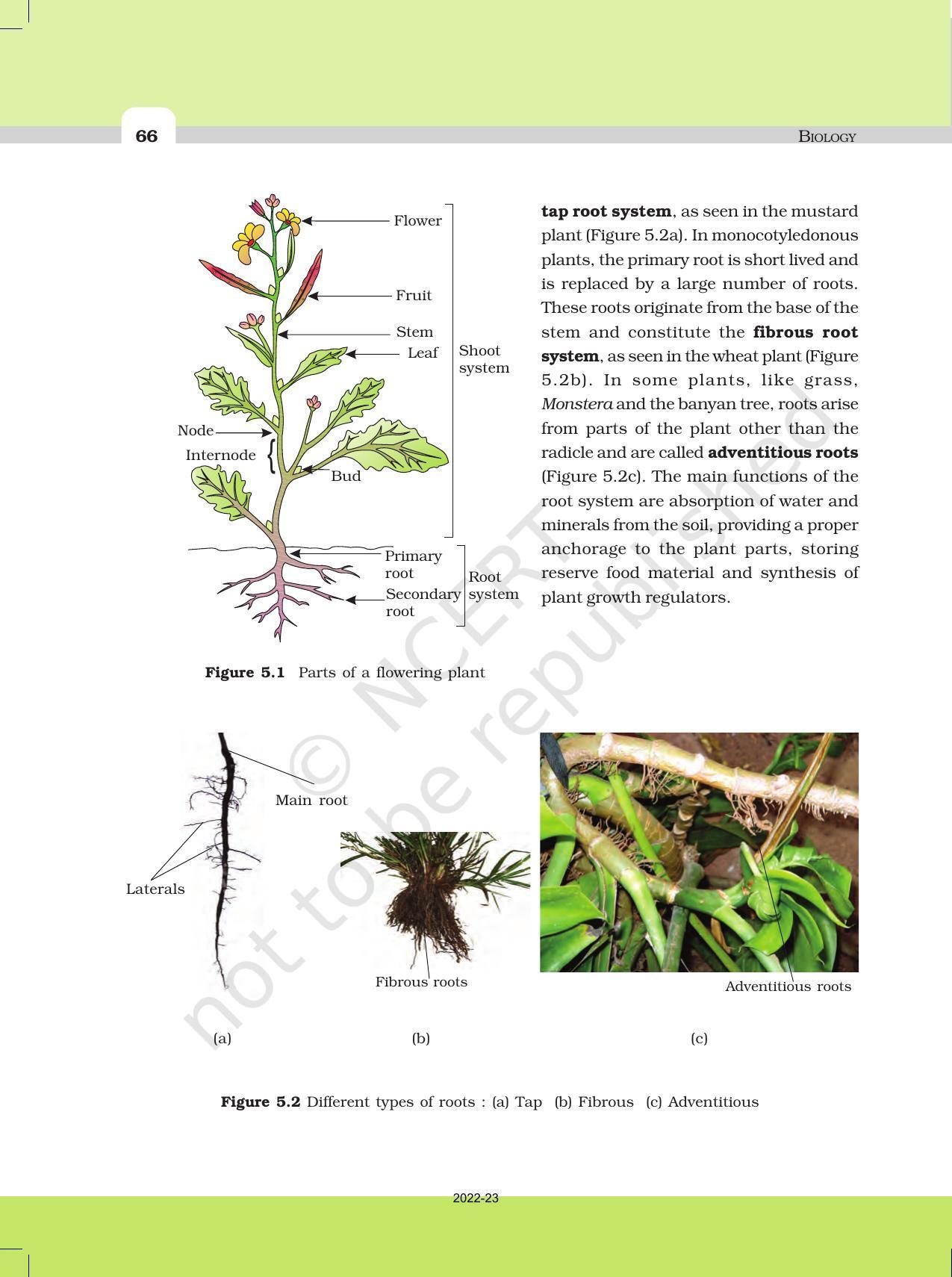 NCERT Book for Class 11 Biology Chapter 5 Morphology of Flowering Plants - Page 4