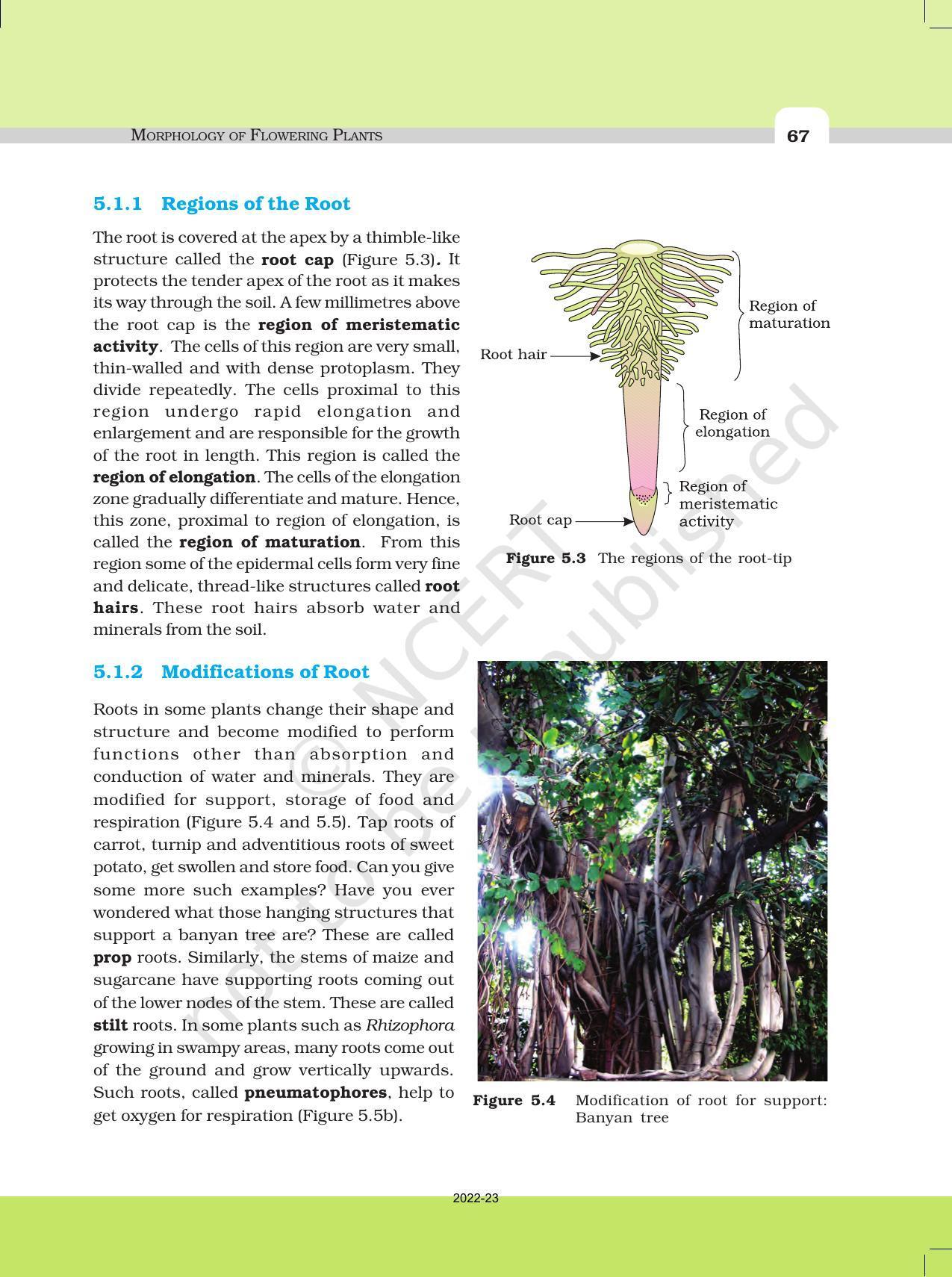 NCERT Book for Class 11 Biology Chapter 5 Morphology of Flowering Plants - Page 5