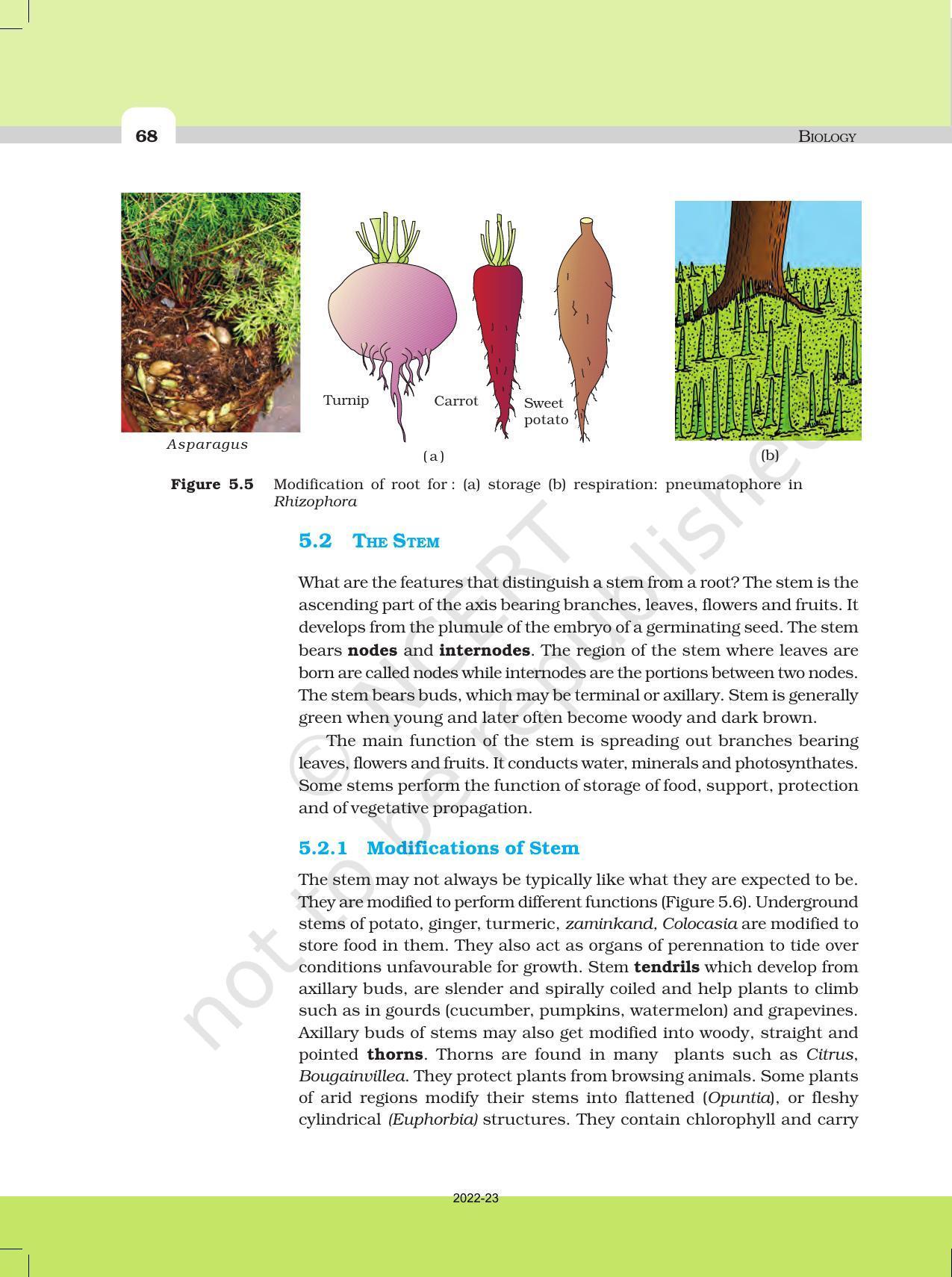 NCERT Book for Class 11 Biology Chapter 5 Morphology of Flowering Plants - Page 6