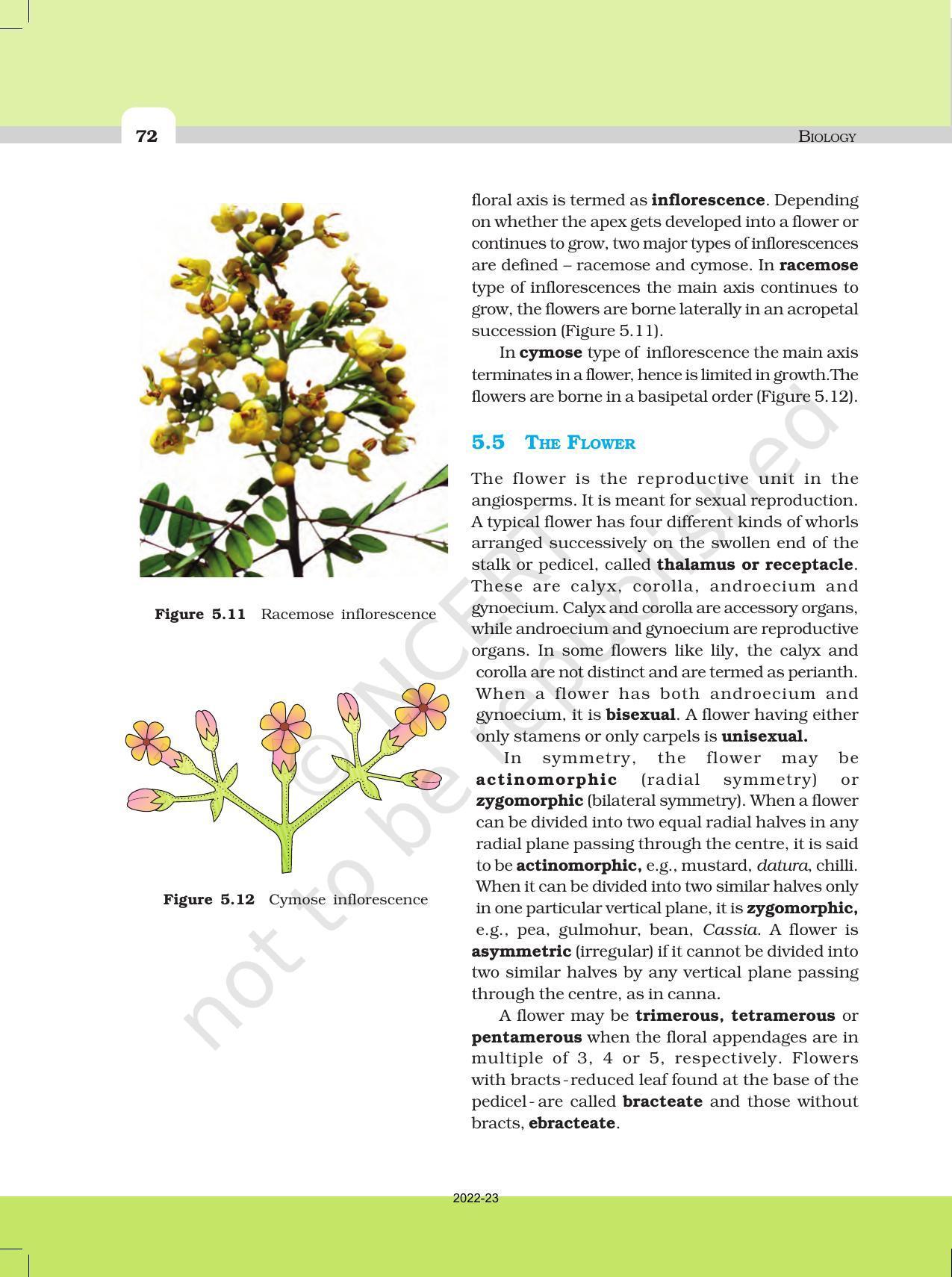 NCERT Book for Class 11 Biology Chapter 5 Morphology of Flowering Plants - Page 10