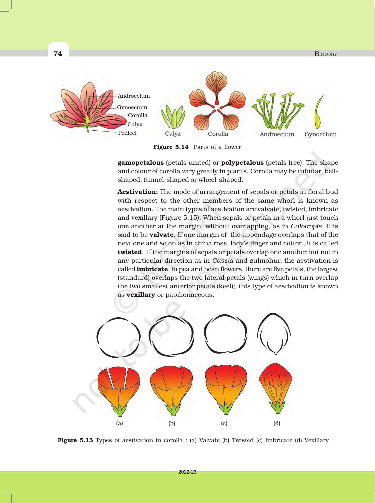 NCERT Book for Class 11 Biology Chapter 5 Morphology of Flowering Plants - Page 12