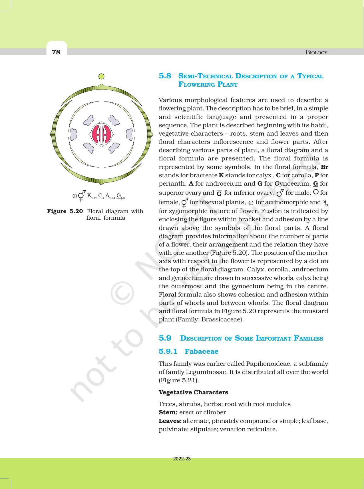 NCERT Book for Class 11 Biology Chapter 5 Morphology of Flowering Plants - Page 16