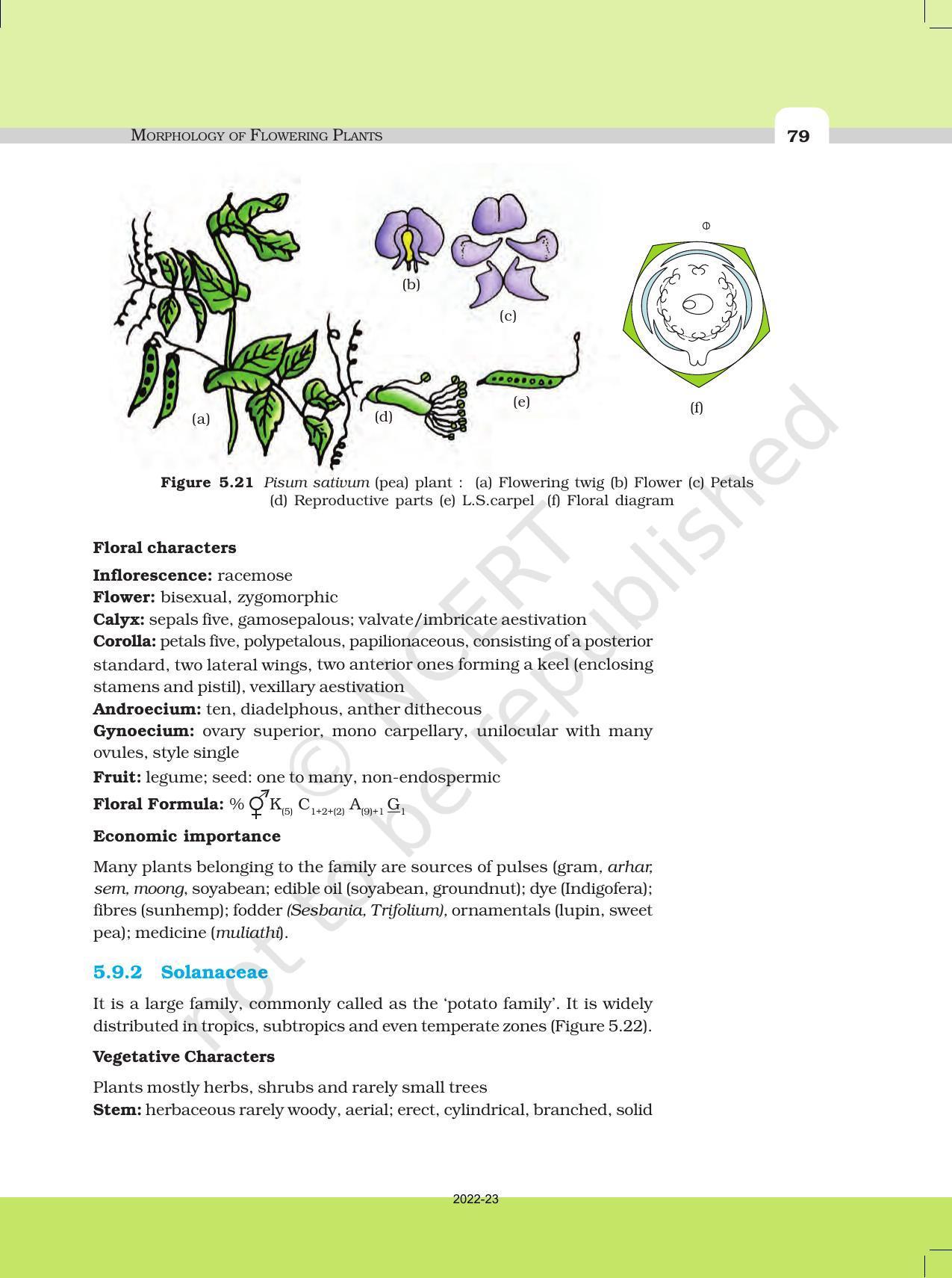 NCERT Book for Class 11 Biology Chapter 5 Morphology of Flowering Plants - Page 17