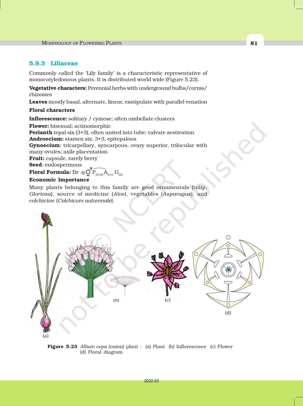 NCERT Book for Class 11 Biology Chapter 5 Morphology of Flowering Plants - Page 19