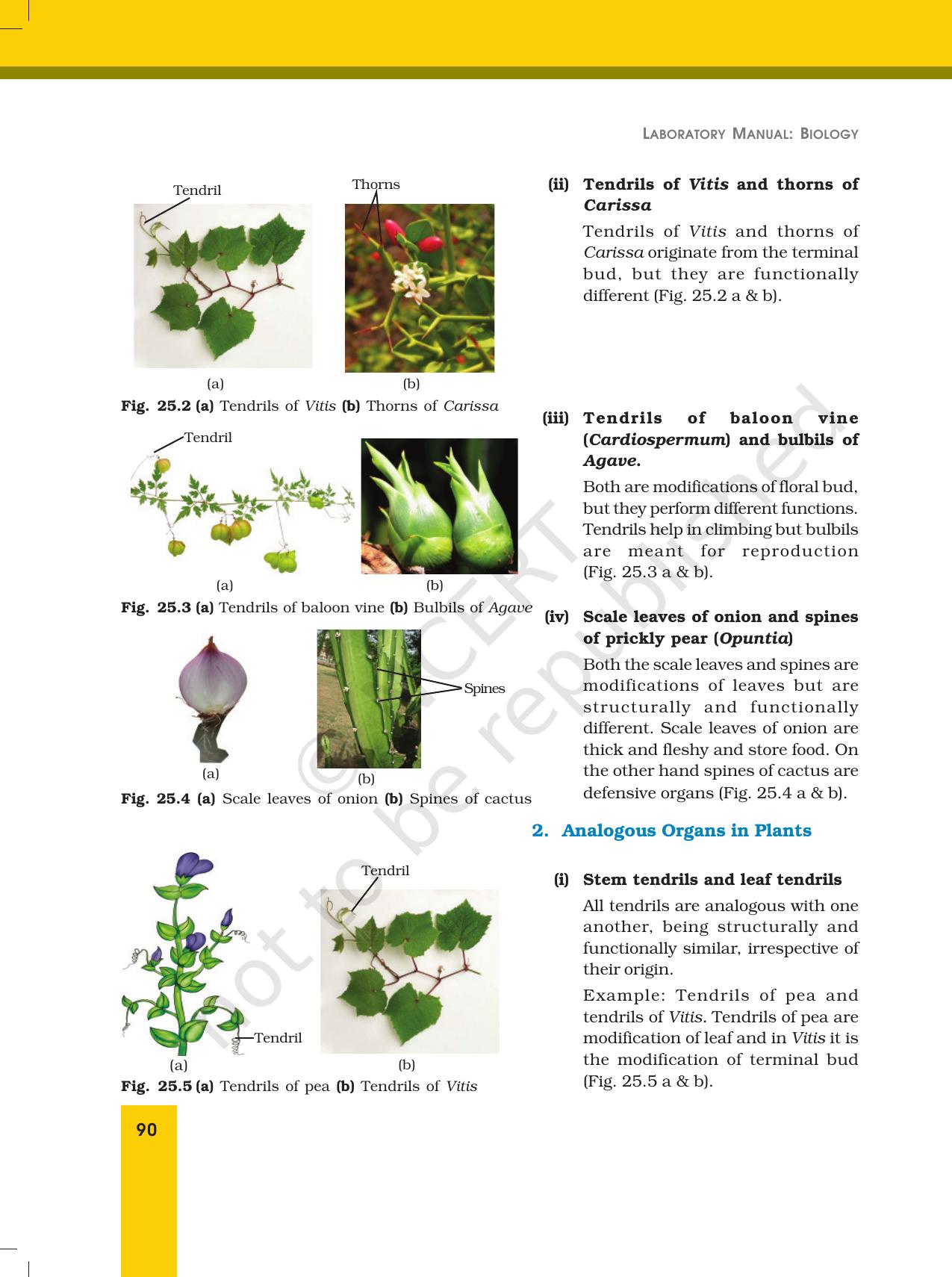 NCERT Laboratory Manuals for Class XII Biology - Exercise 25 - Page 2