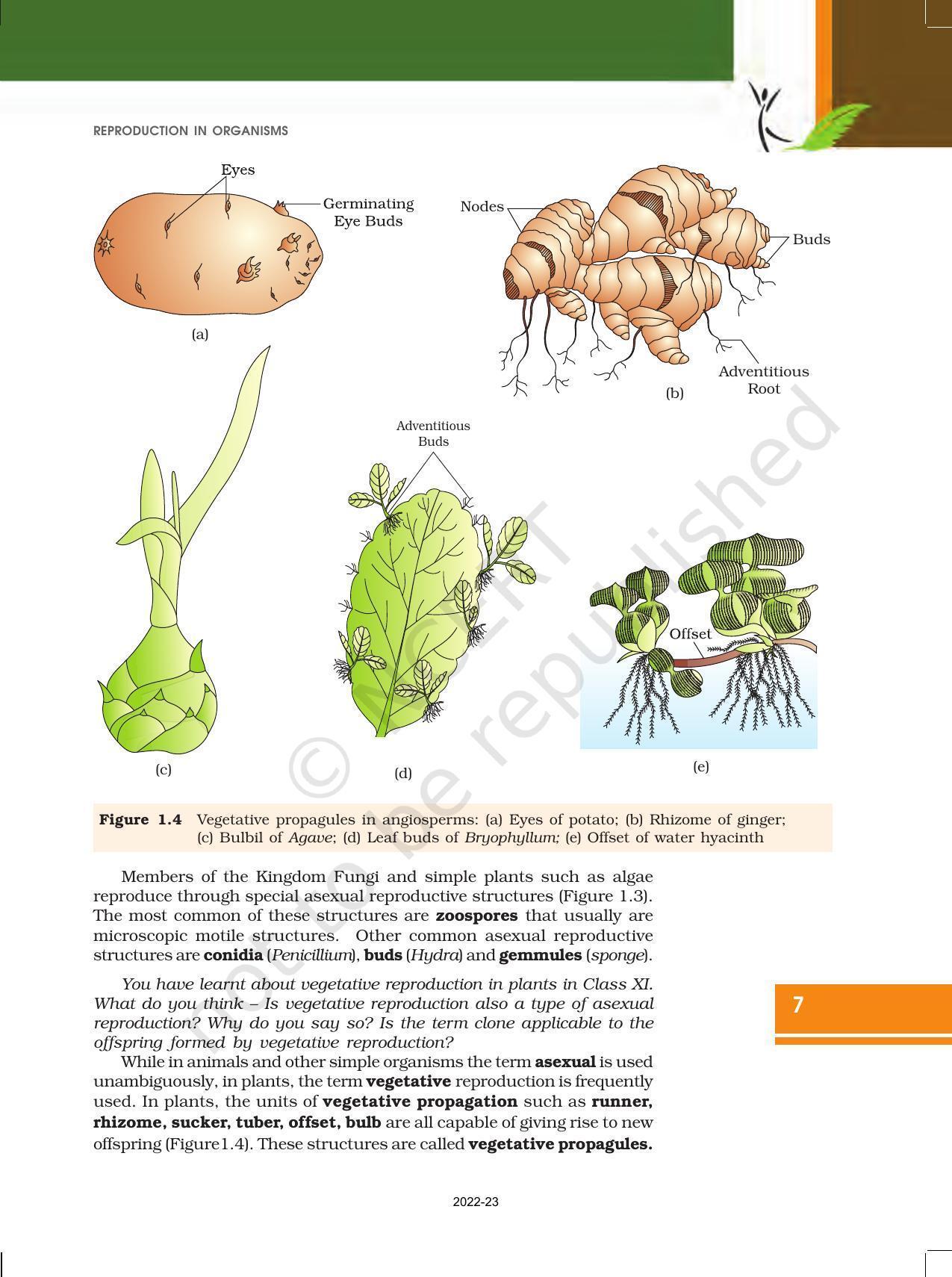 NCERT Book for Class 12 Biology Chapter 1 Reproduction in Organisms - Page 7