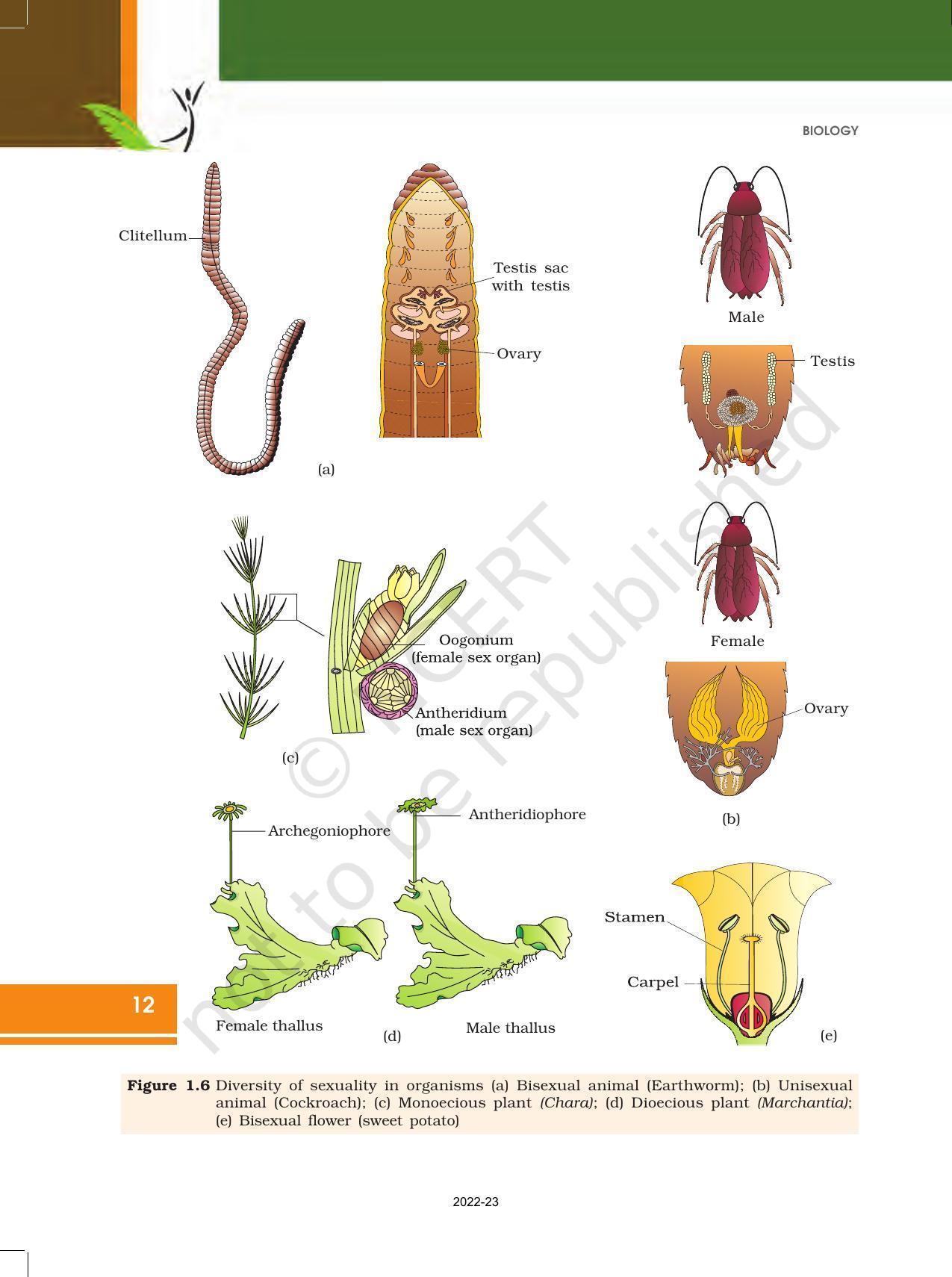 NCERT Book for Class 12 Biology Chapter 1 Reproduction in Organisms - Page 12