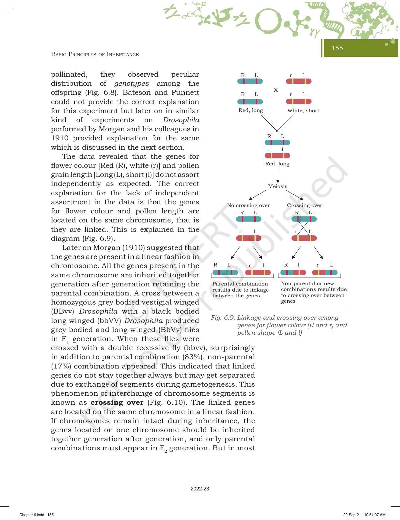 NCERT Book for Class 11 Biotechnology Chapter 6 Basic Principles of Inheritance - Page 11