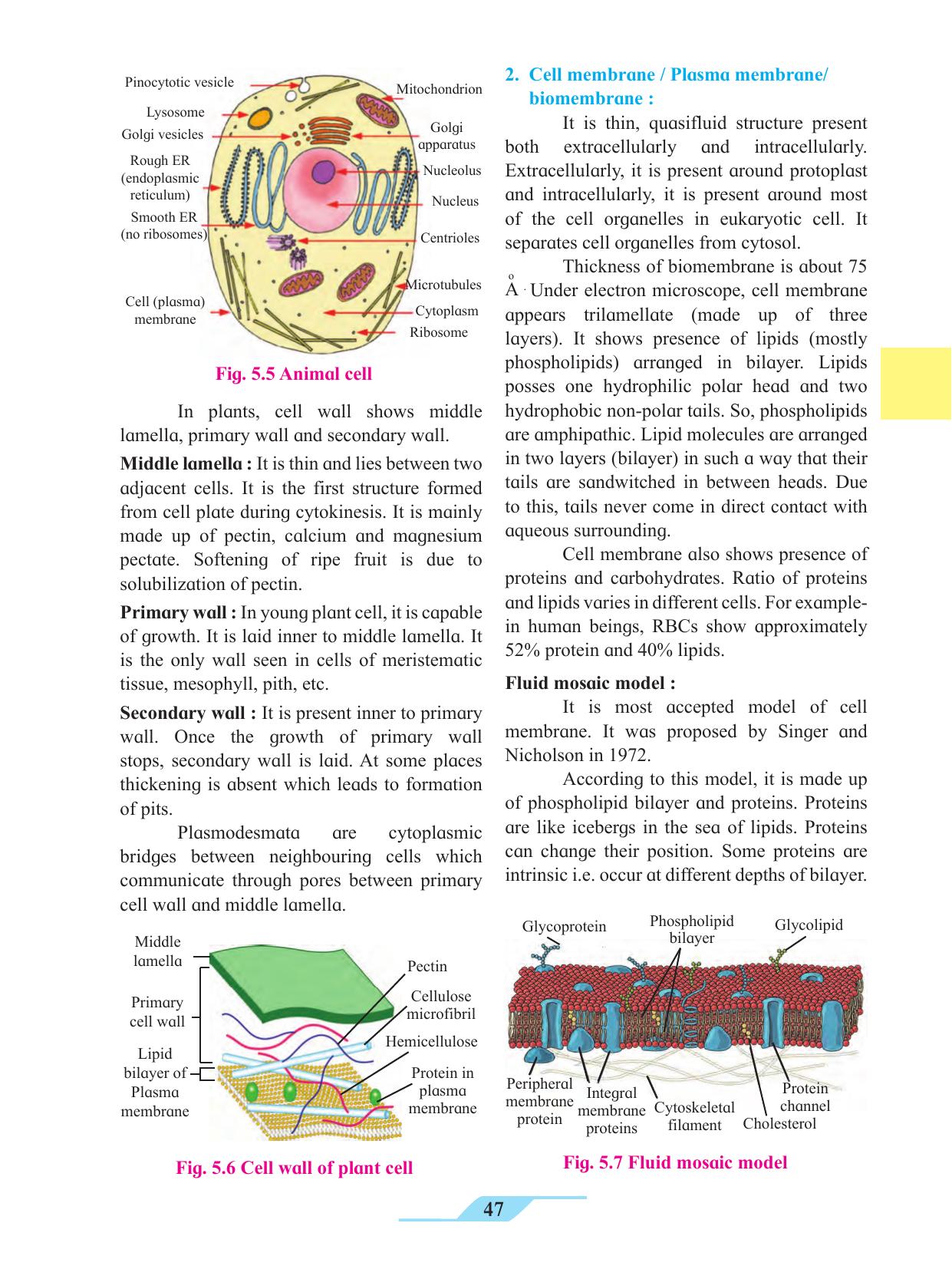 Maharashtra Board Class 11 Biology Textbook - Page 57