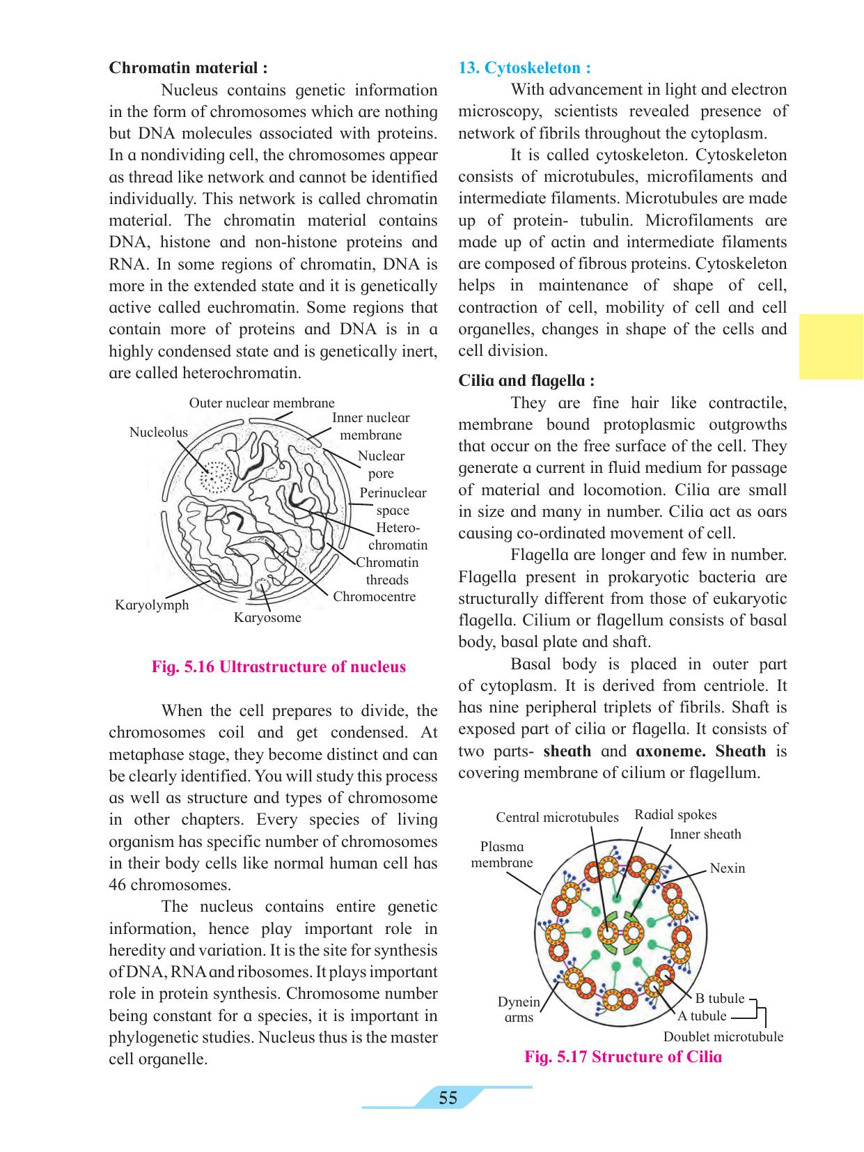 Maharashtra Board Class 11 Biology Textbook - Page 65