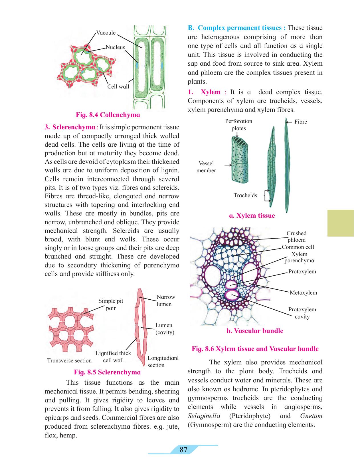 Maharashtra Board Class 11 Biology Textbook - Page 97