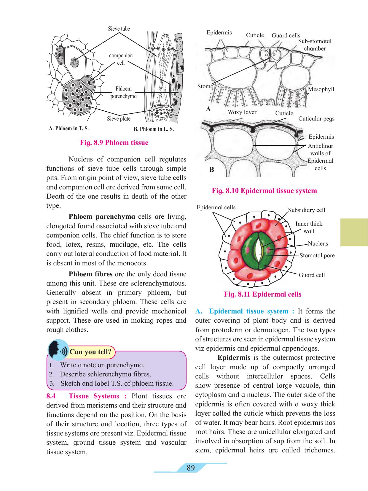 Maharashtra Board Class 11 Biology Textbook - Page 99