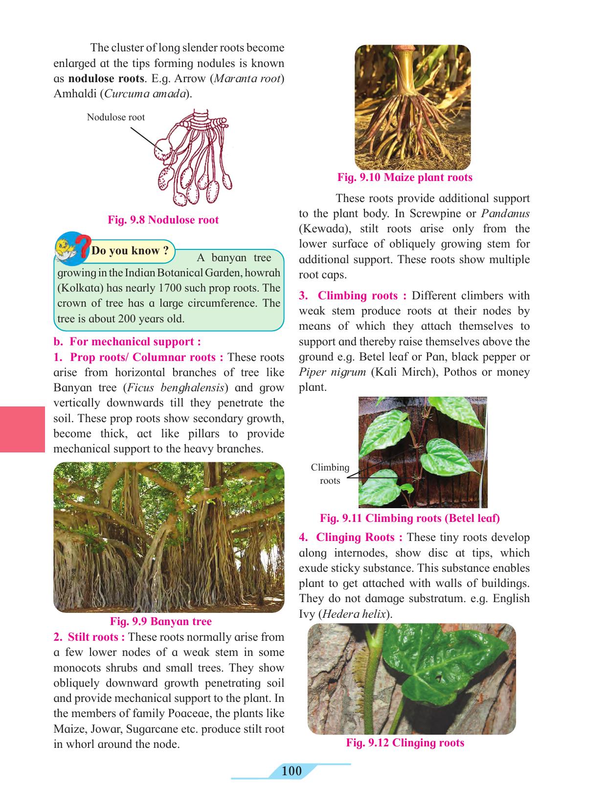Maharashtra Board Class 11 Biology Textbook - Page 110