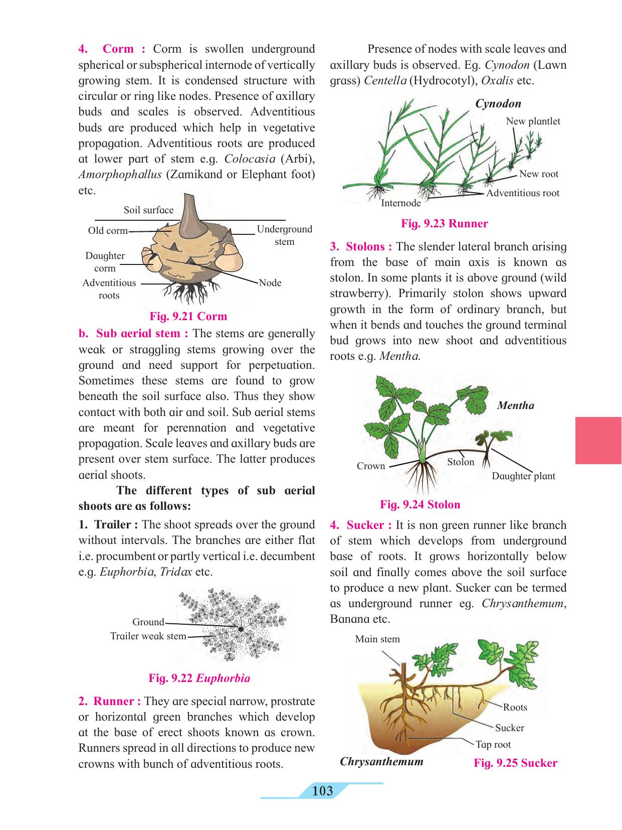 Maharashtra Board Class 11 Biology Textbook - Page 113