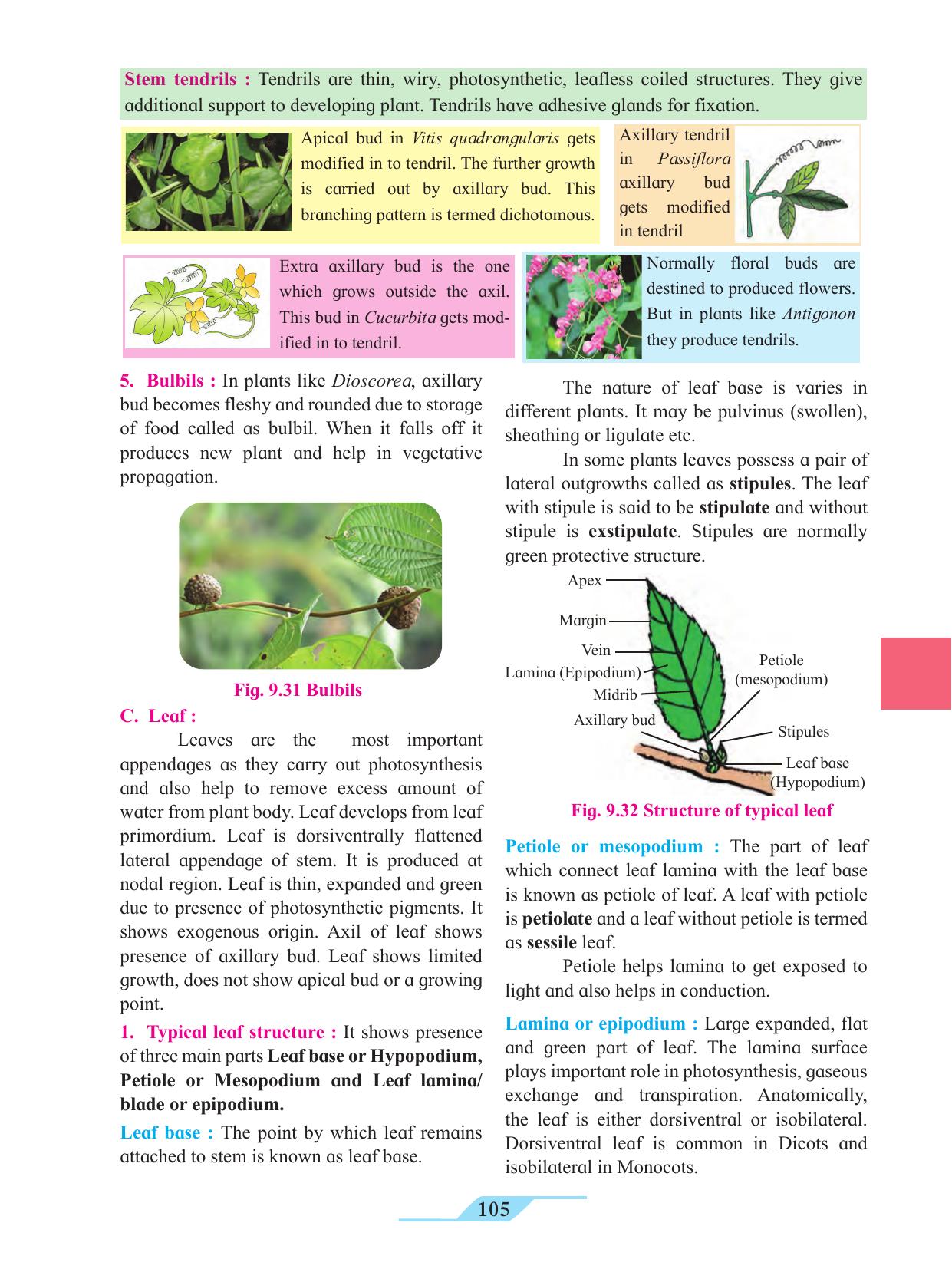 Maharashtra Board Class 11 Biology Textbook - Page 115