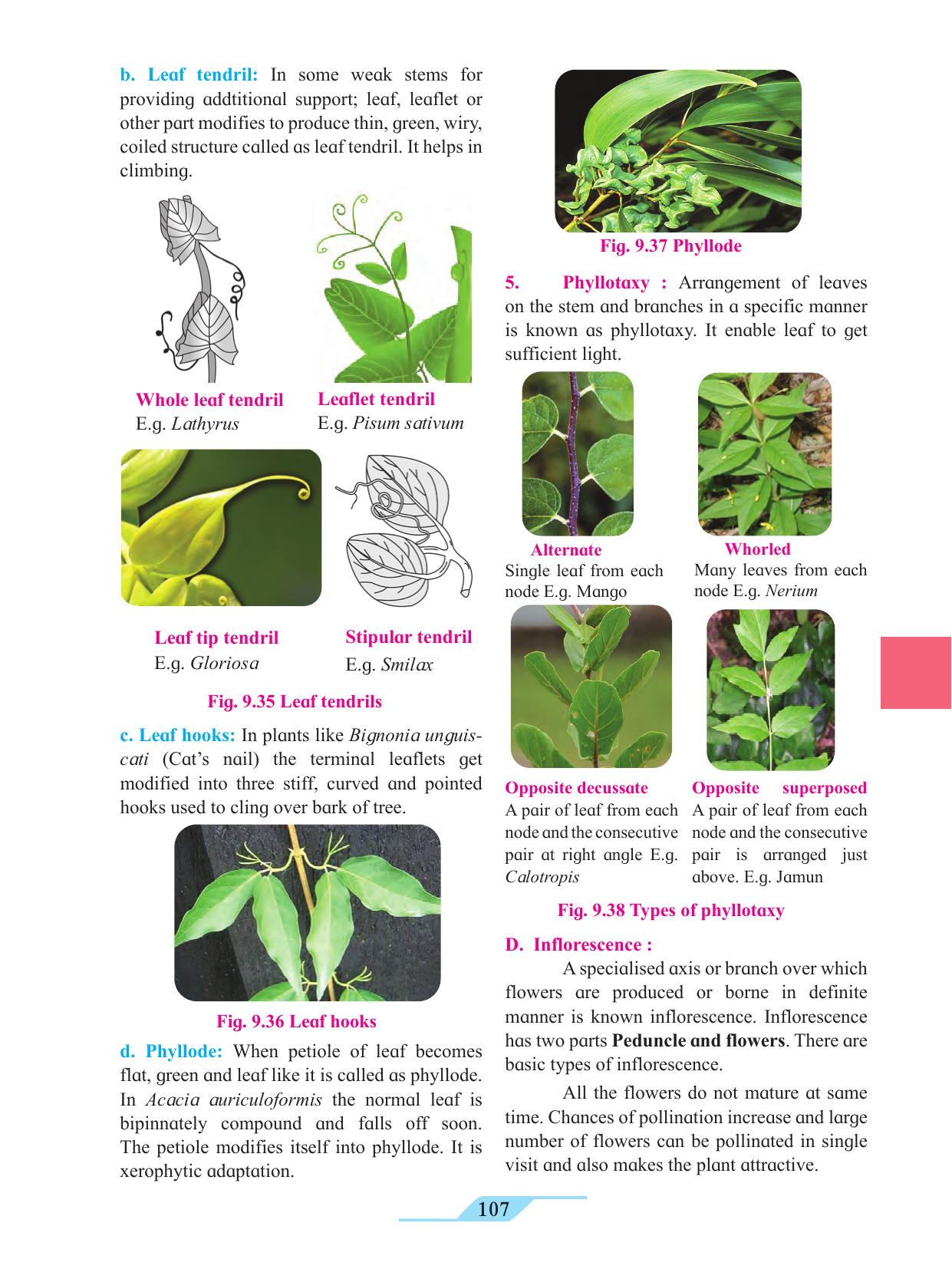 Maharashtra Board Class 11 Biology Textbook - Page 117