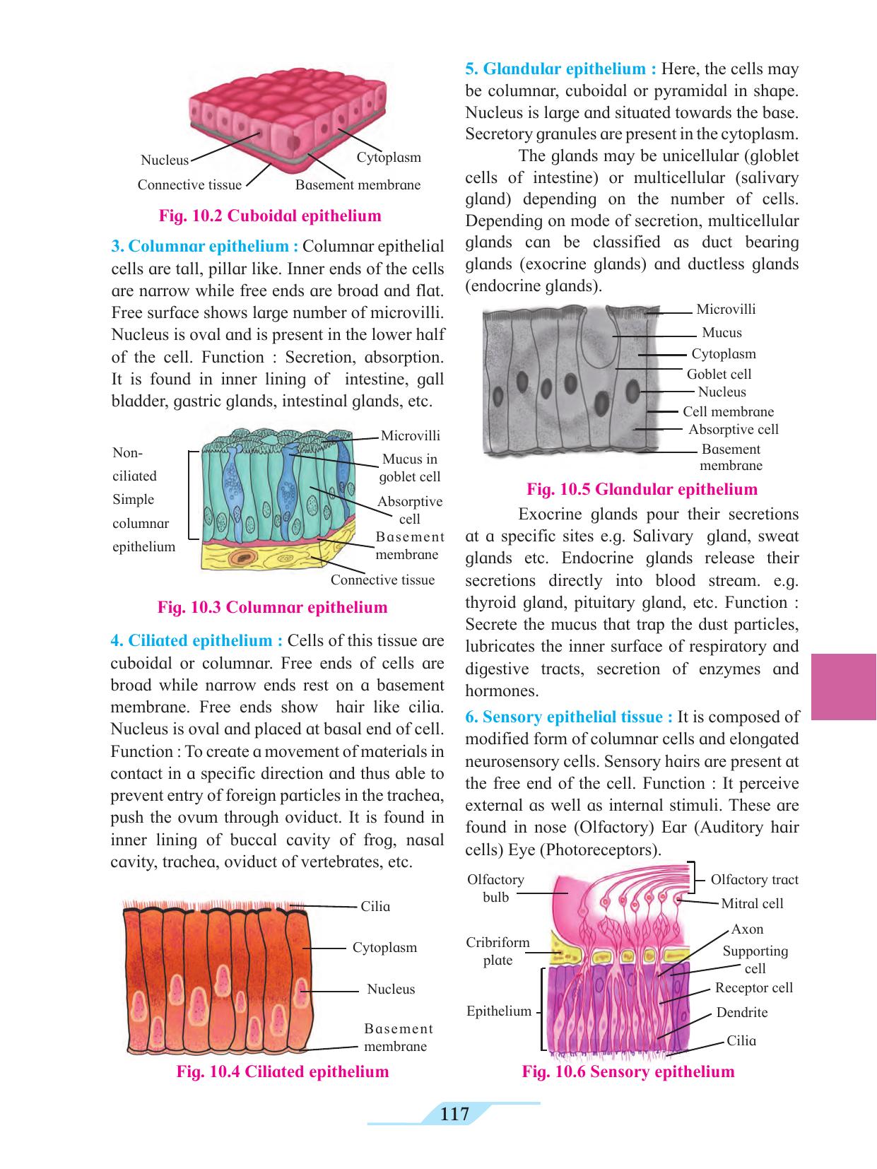 Maharashtra Board Class 11 Biology Textbook - Page 127