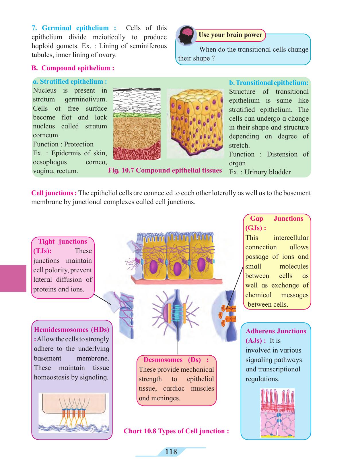 Maharashtra Board Class 11 Biology Textbook - Page 128