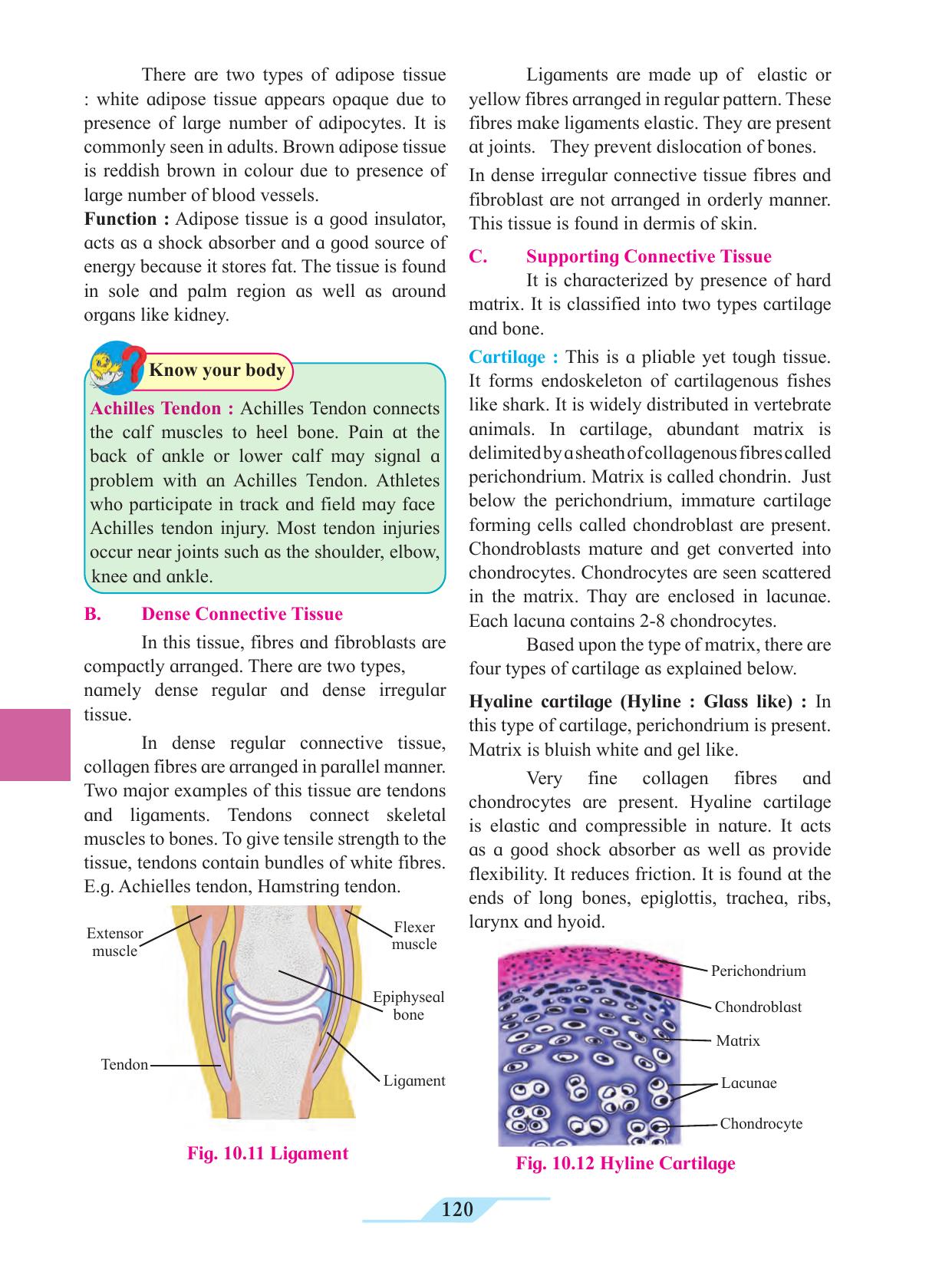 Maharashtra Board Class 11 Biology Textbook - Page 130