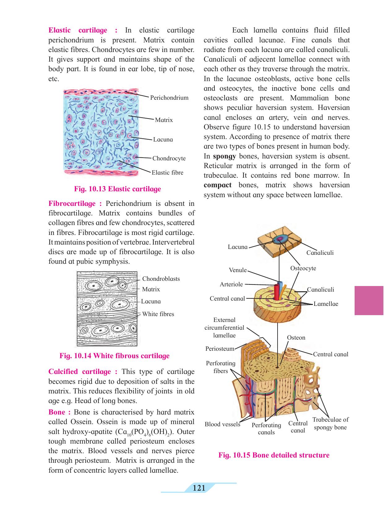 Maharashtra Board Class 11 Biology Textbook - Page 131