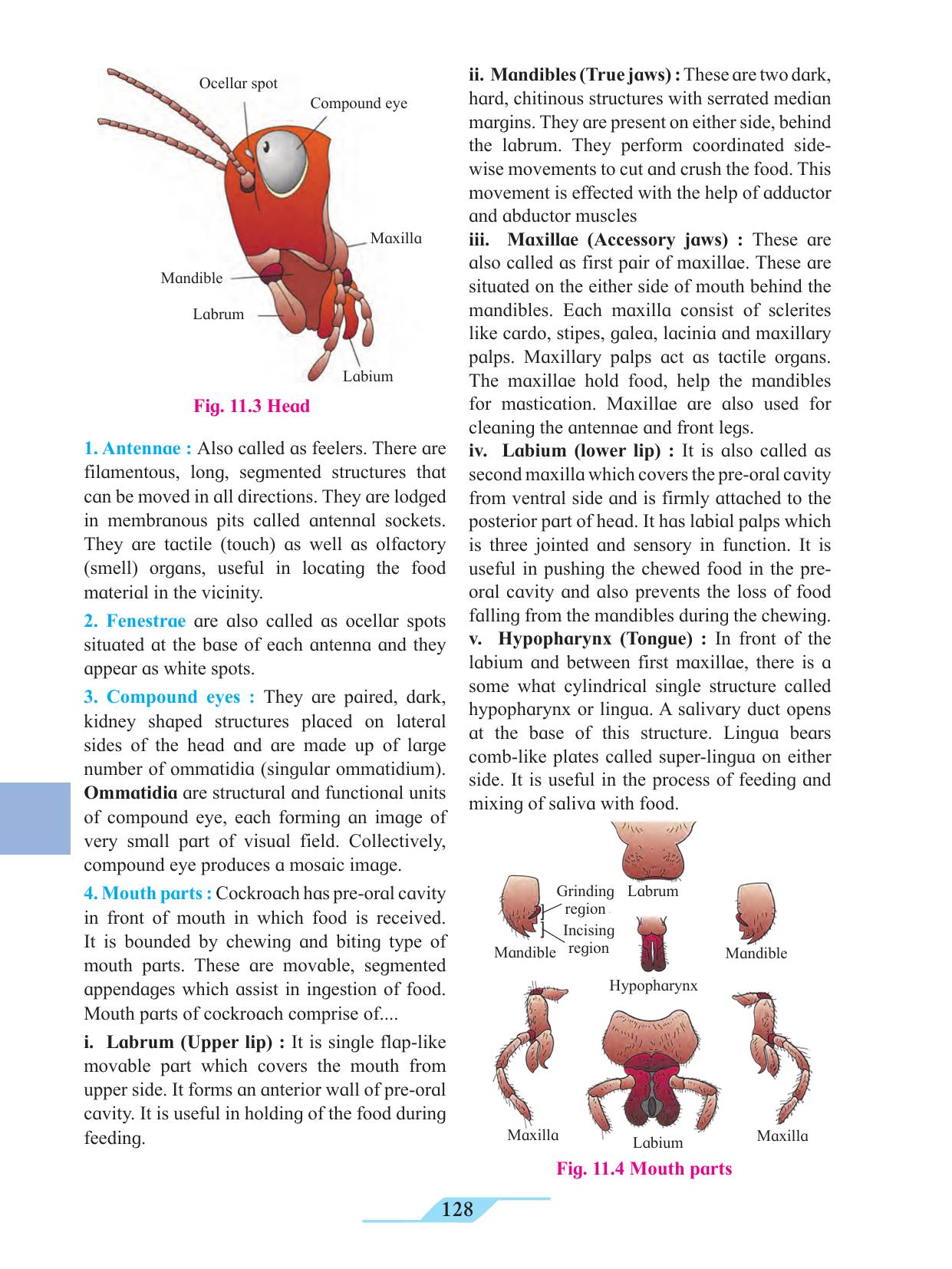 Maharashtra Board Class 11 Biology Textbook - Page 138