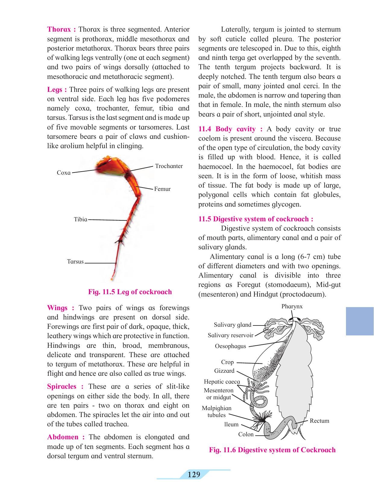 Maharashtra Board Class 11 Biology Textbook - Page 139