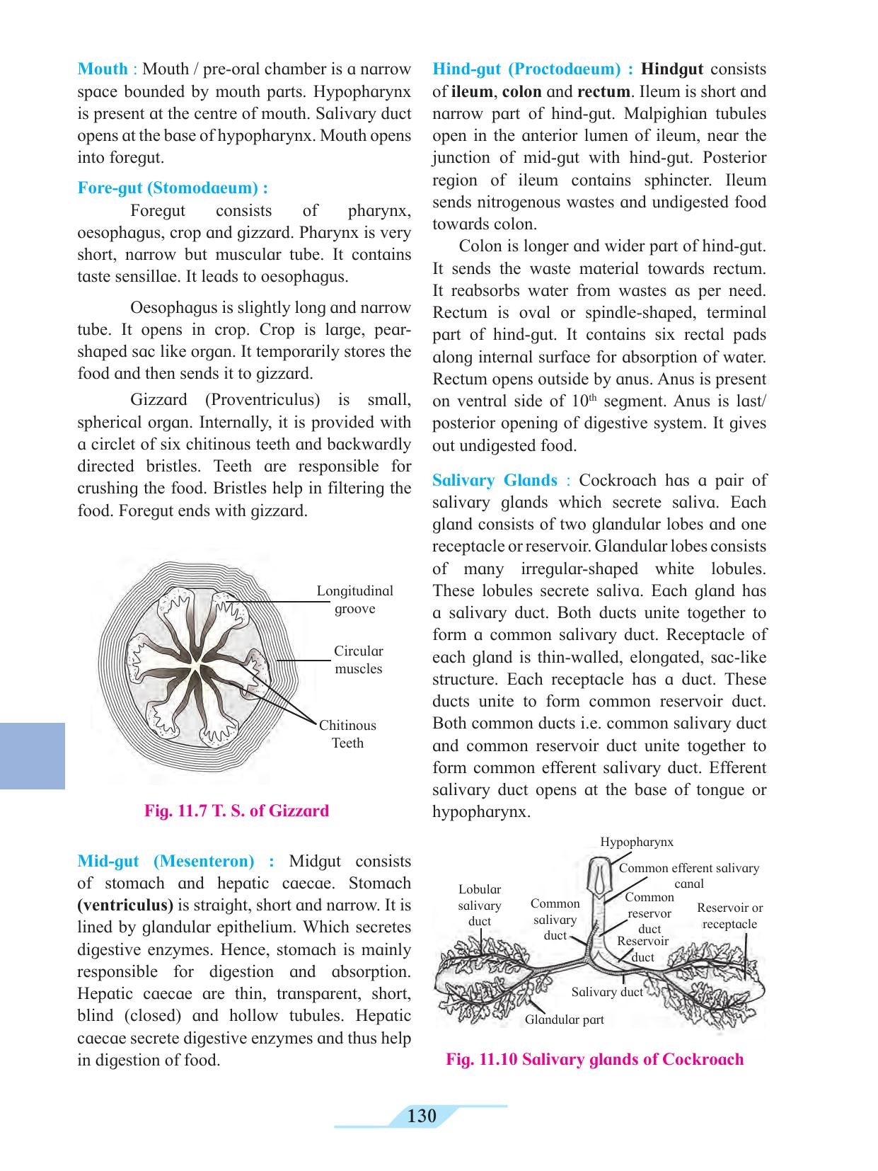 Maharashtra Board Class 11 Biology Textbook - Page 140